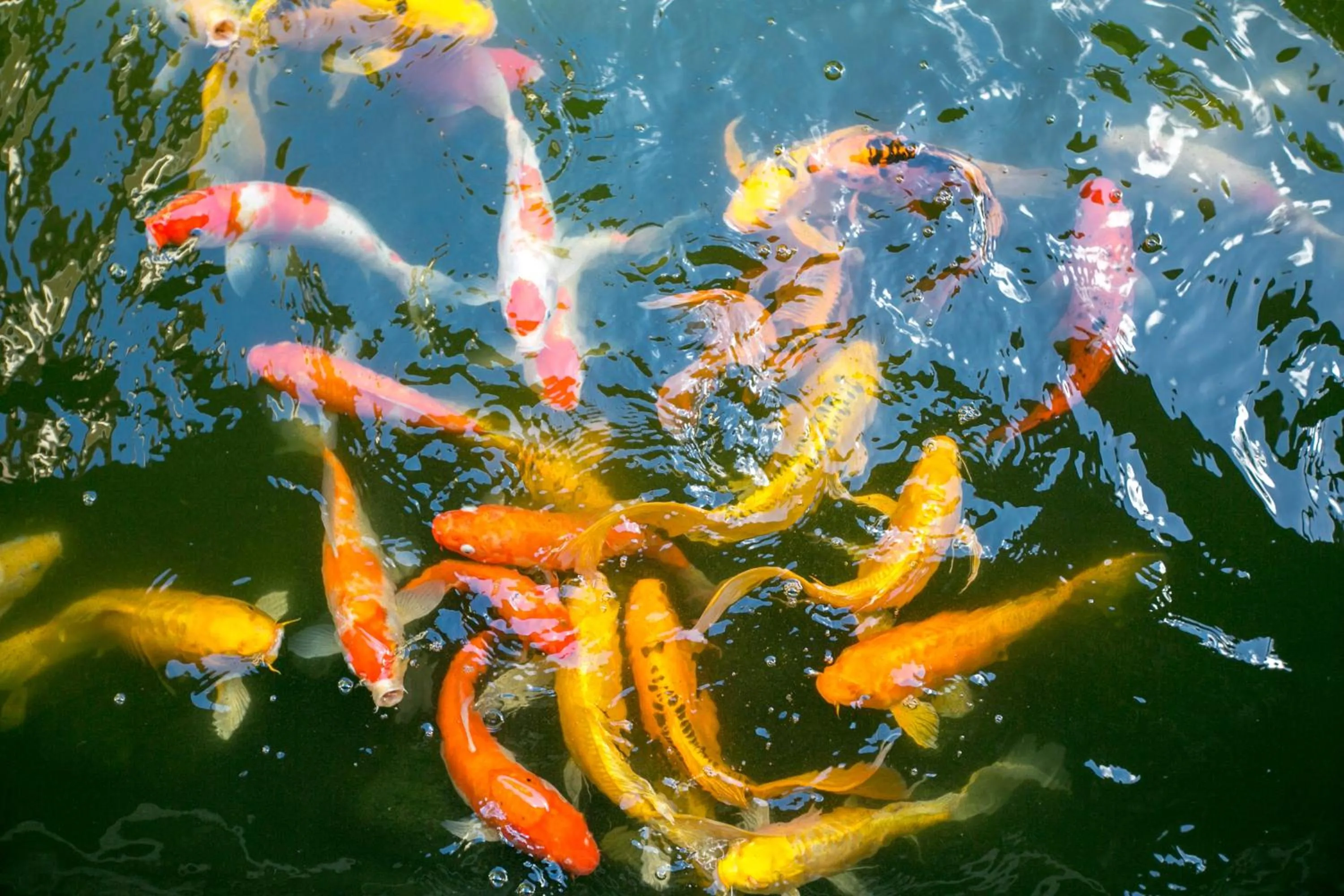 Activities in Sanya Yalong Bay Villas & Spa