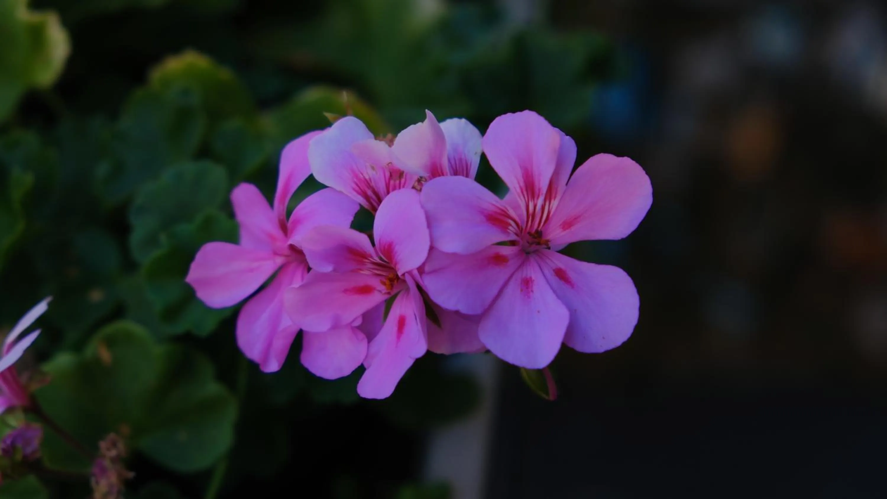 Luxury B&B Charlemagne