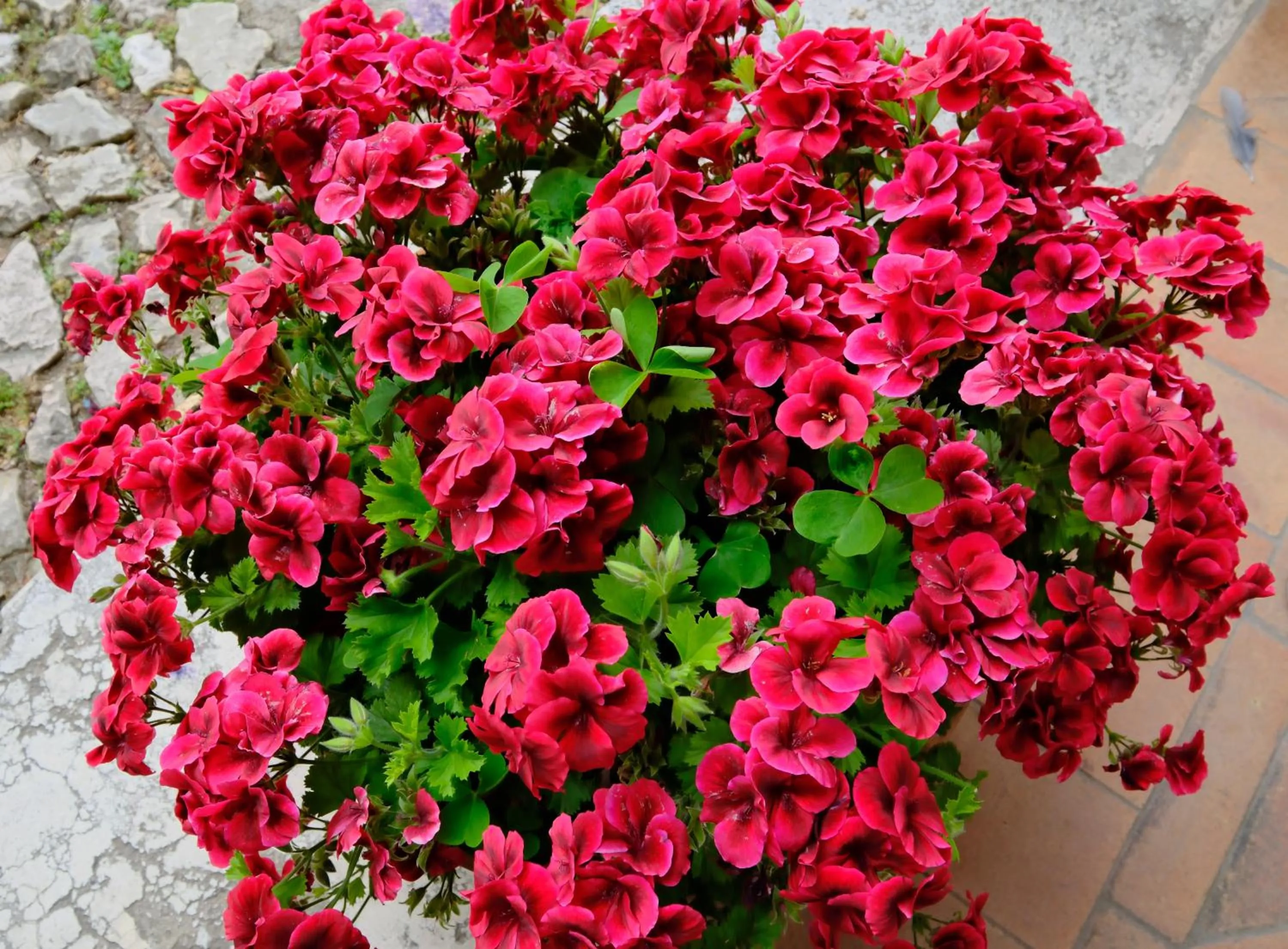 Luxury B&B Charlemagne