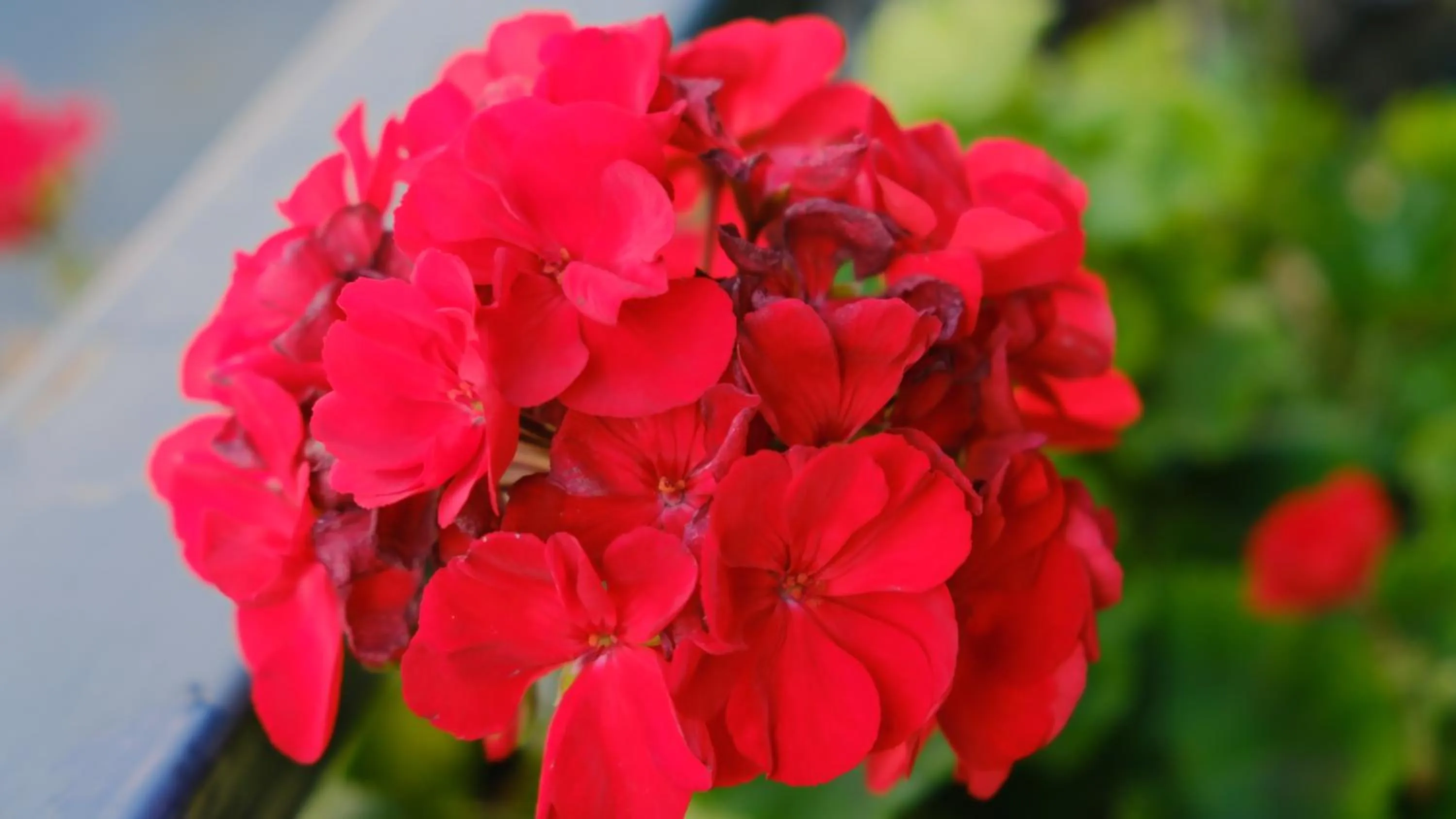 Luxury B&B Charlemagne