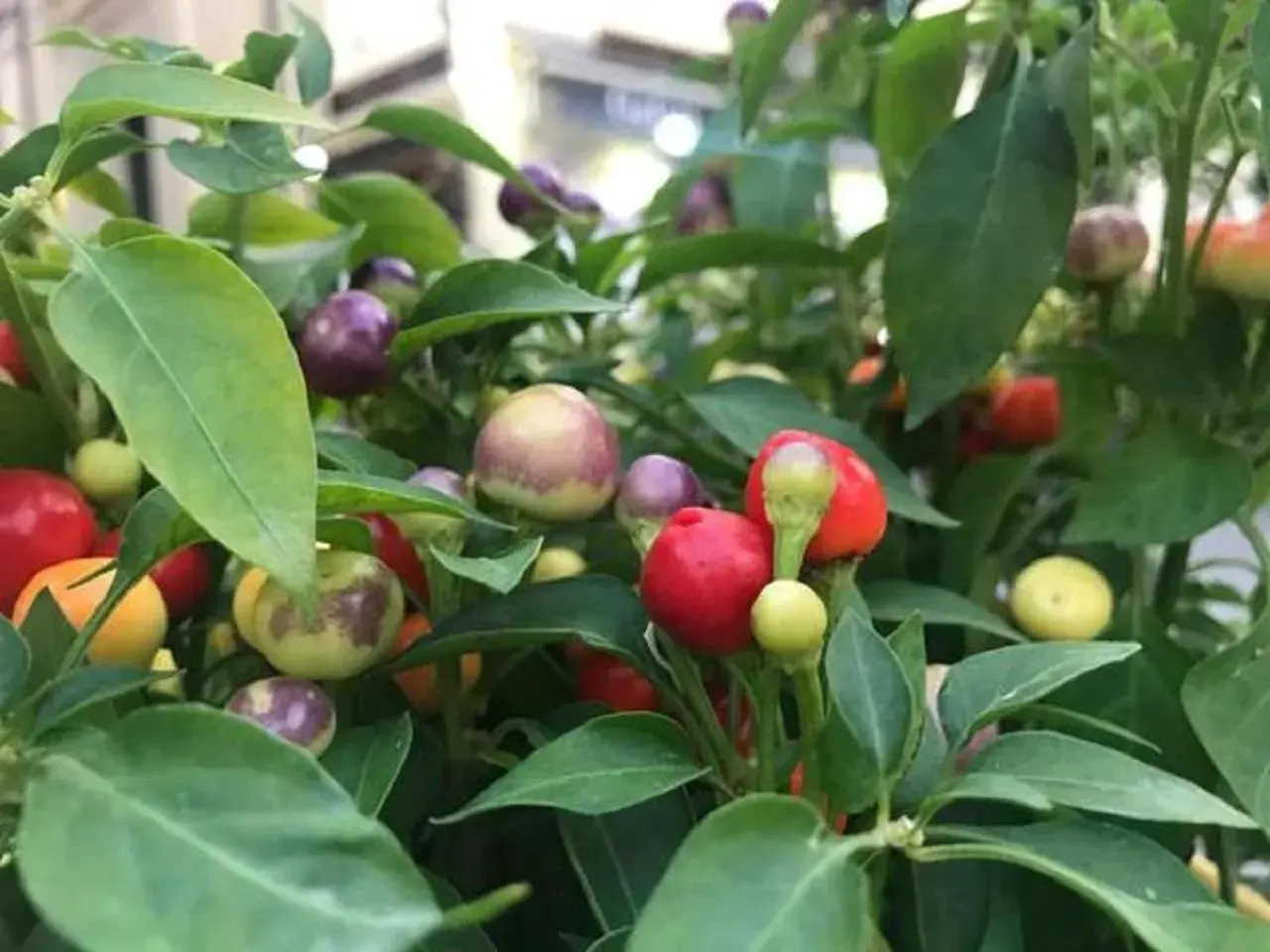 Food and drinks in Sweet Home B&B Food and drinks in Sweet Home B&B