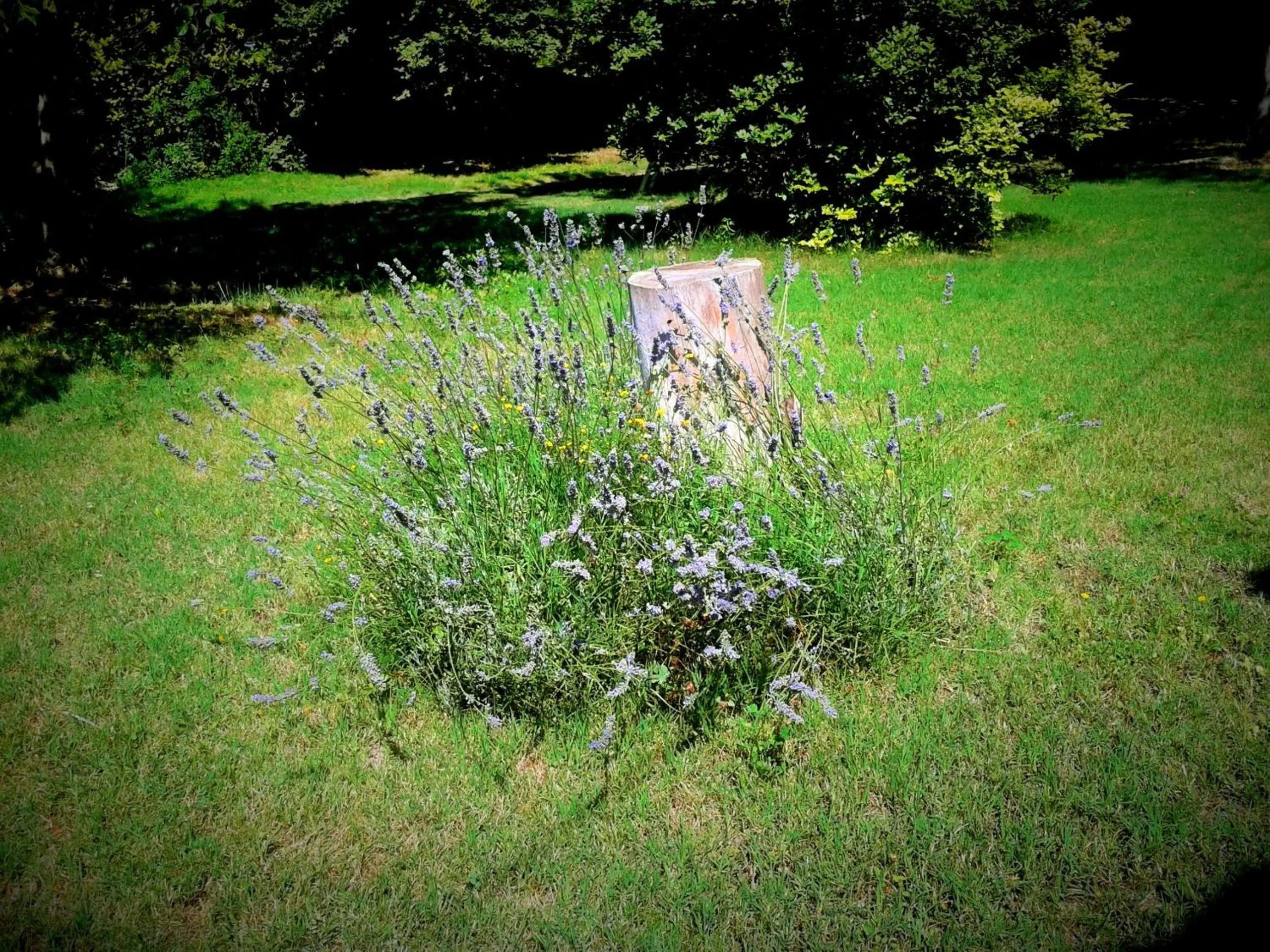 Garden in les trésors de malle mialle
