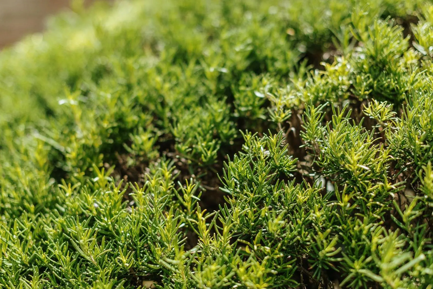 Garden in Villa Di Sotto