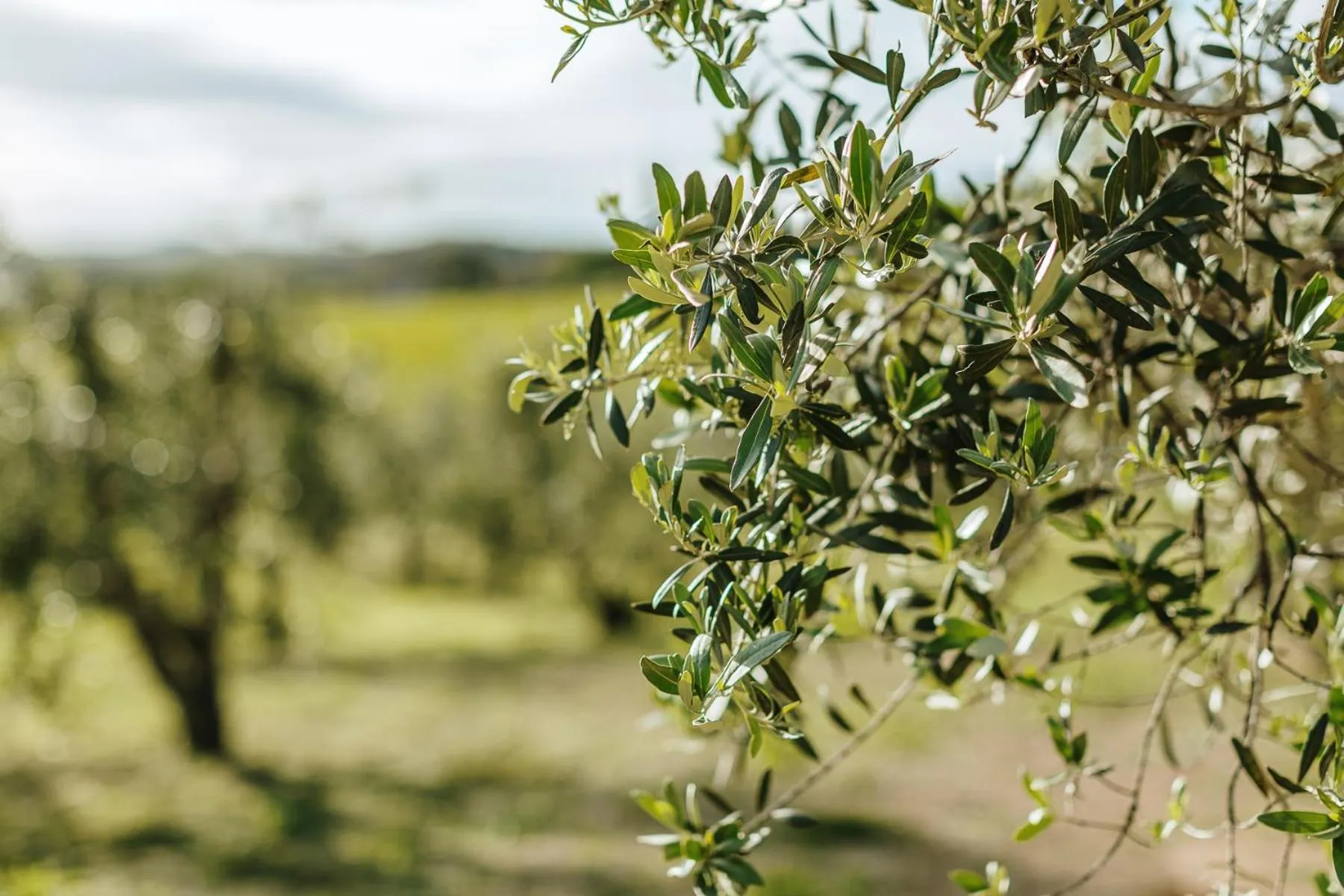 Garden in Villa Di Sotto