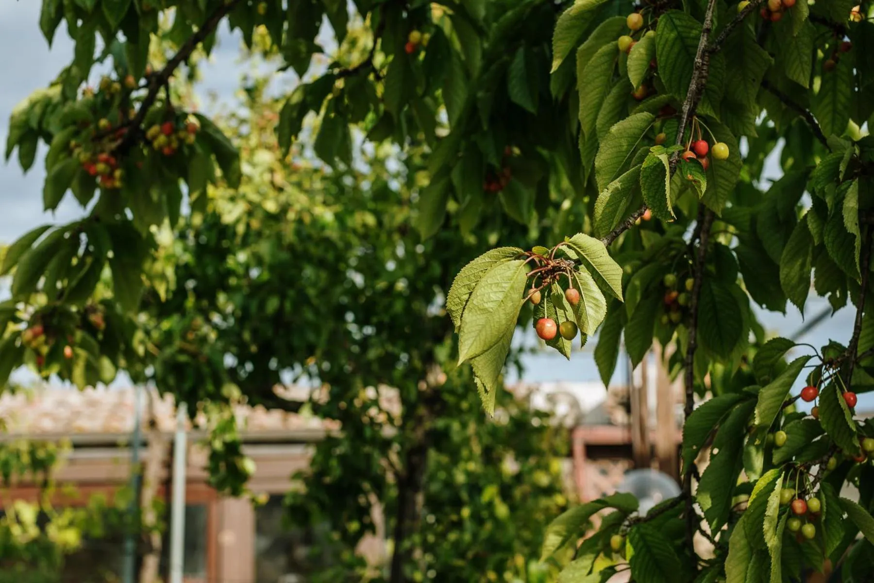 Garden in Villa Di Sotto
