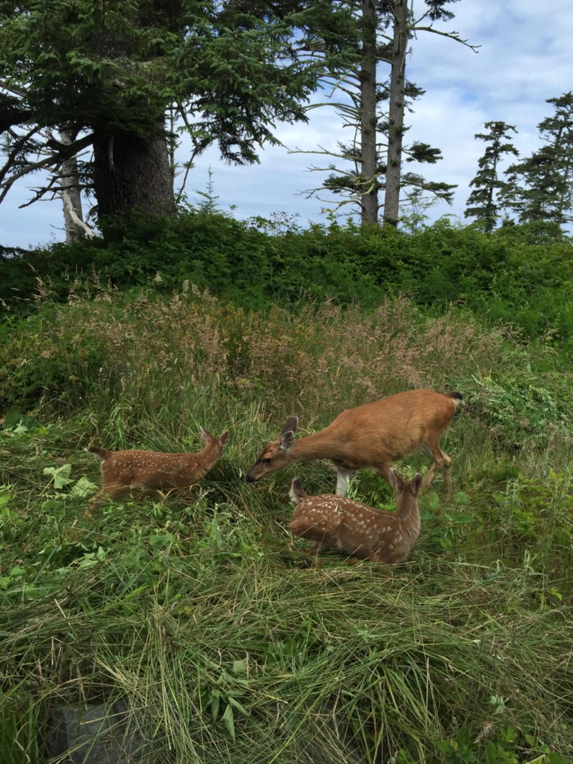 Animals in Black Rock Beach House