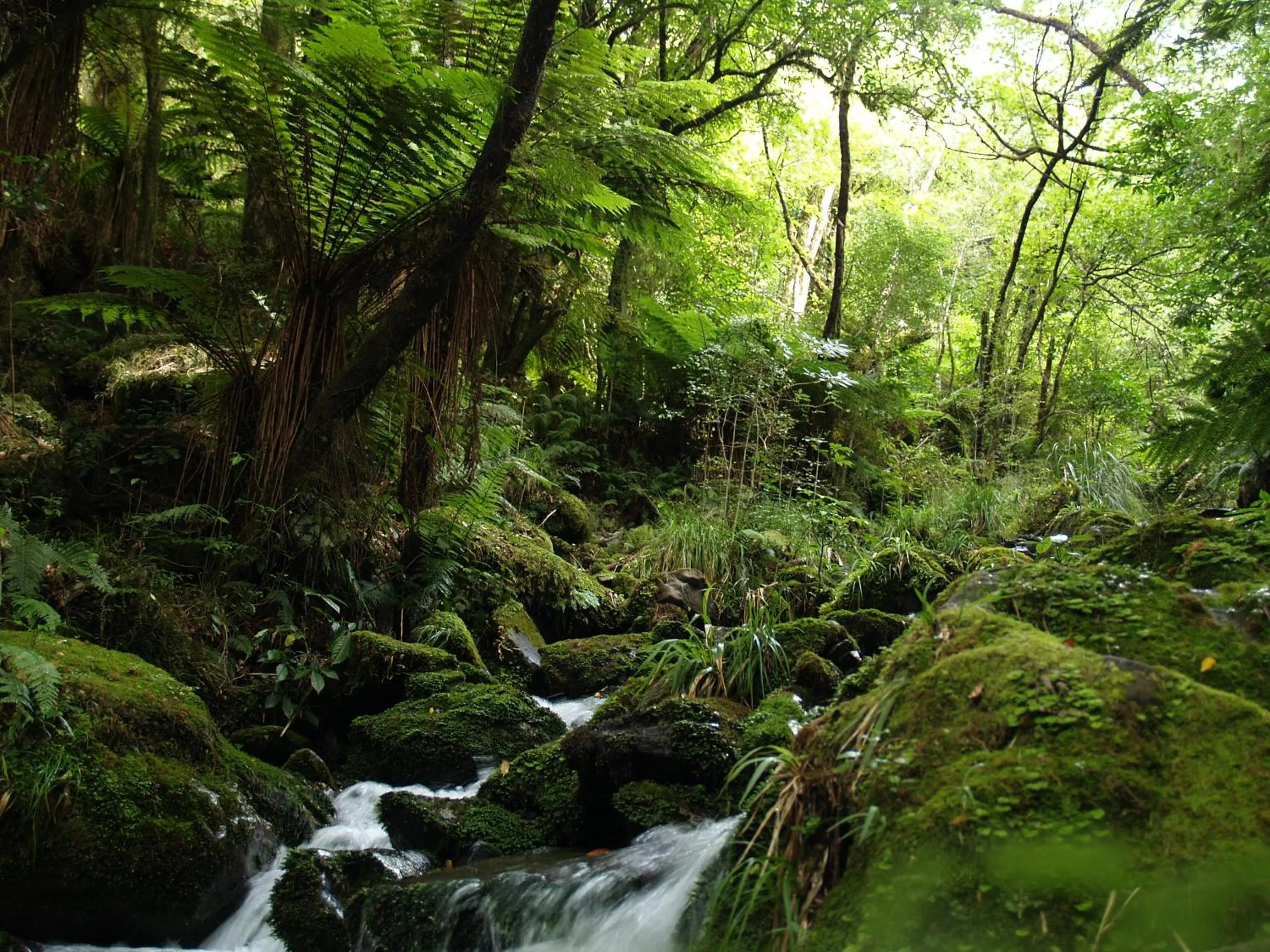 Day in Jackson's Retreat Alpine Holiday Park