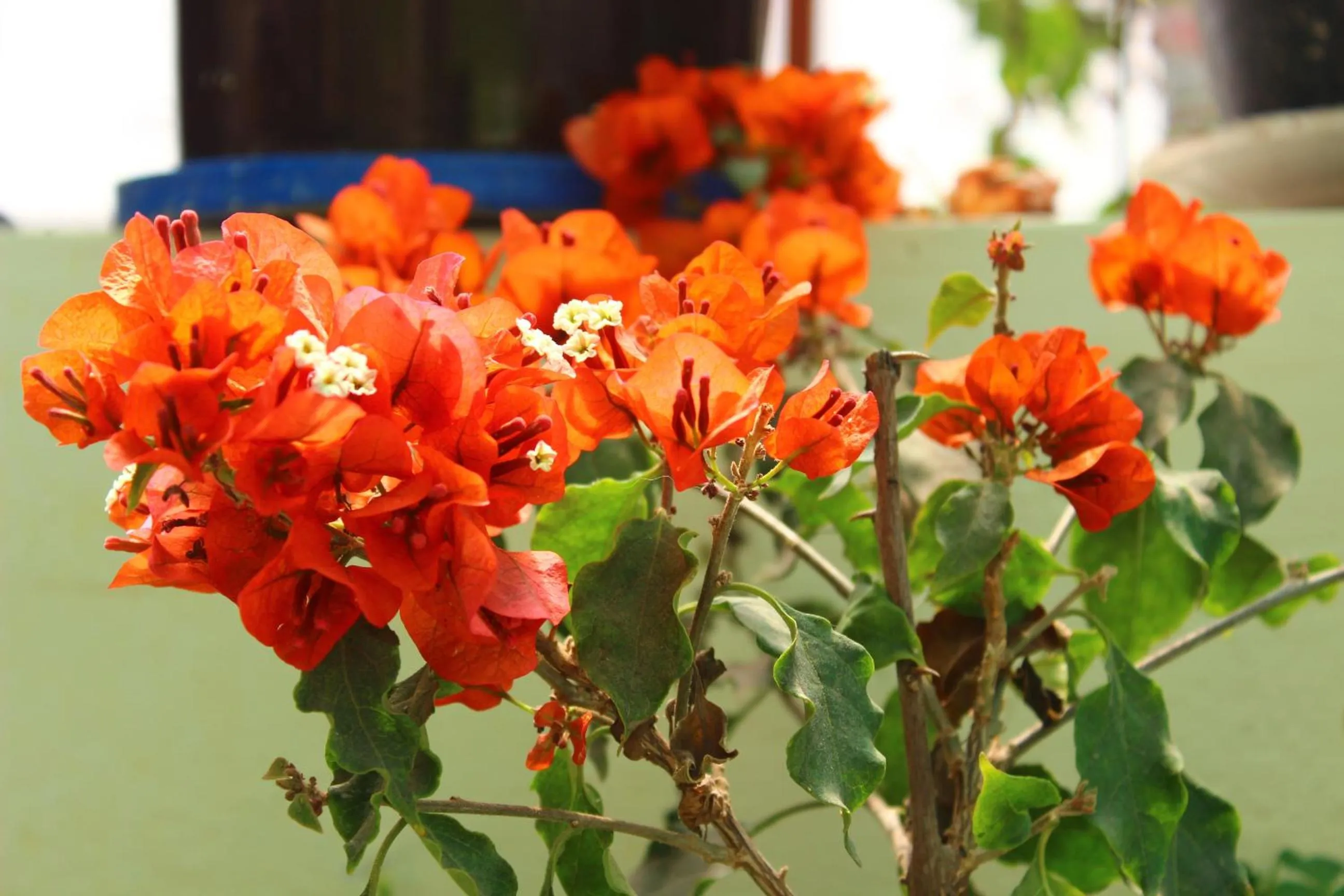 Garden in Casa de Mama Cusco 2-The Ecohouse