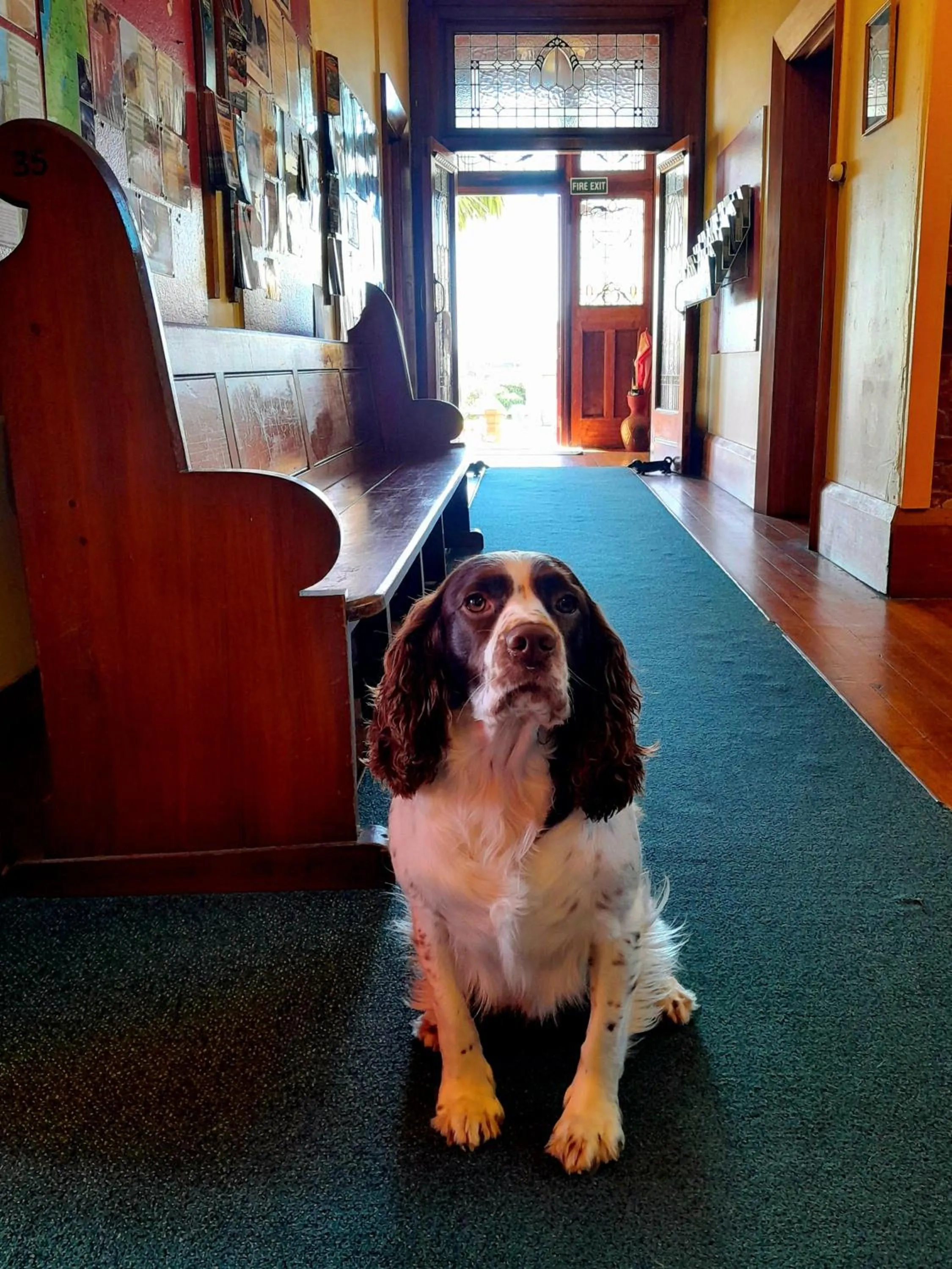 Pets in Noah's Ark Flashpacker