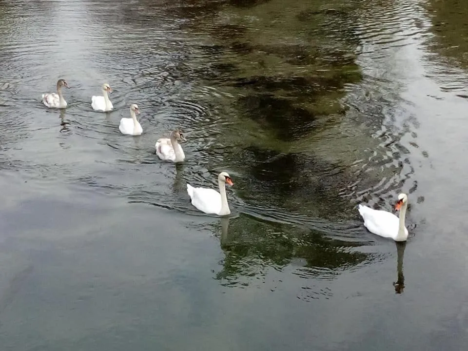 Animals in Hotel Locanda Da Carla