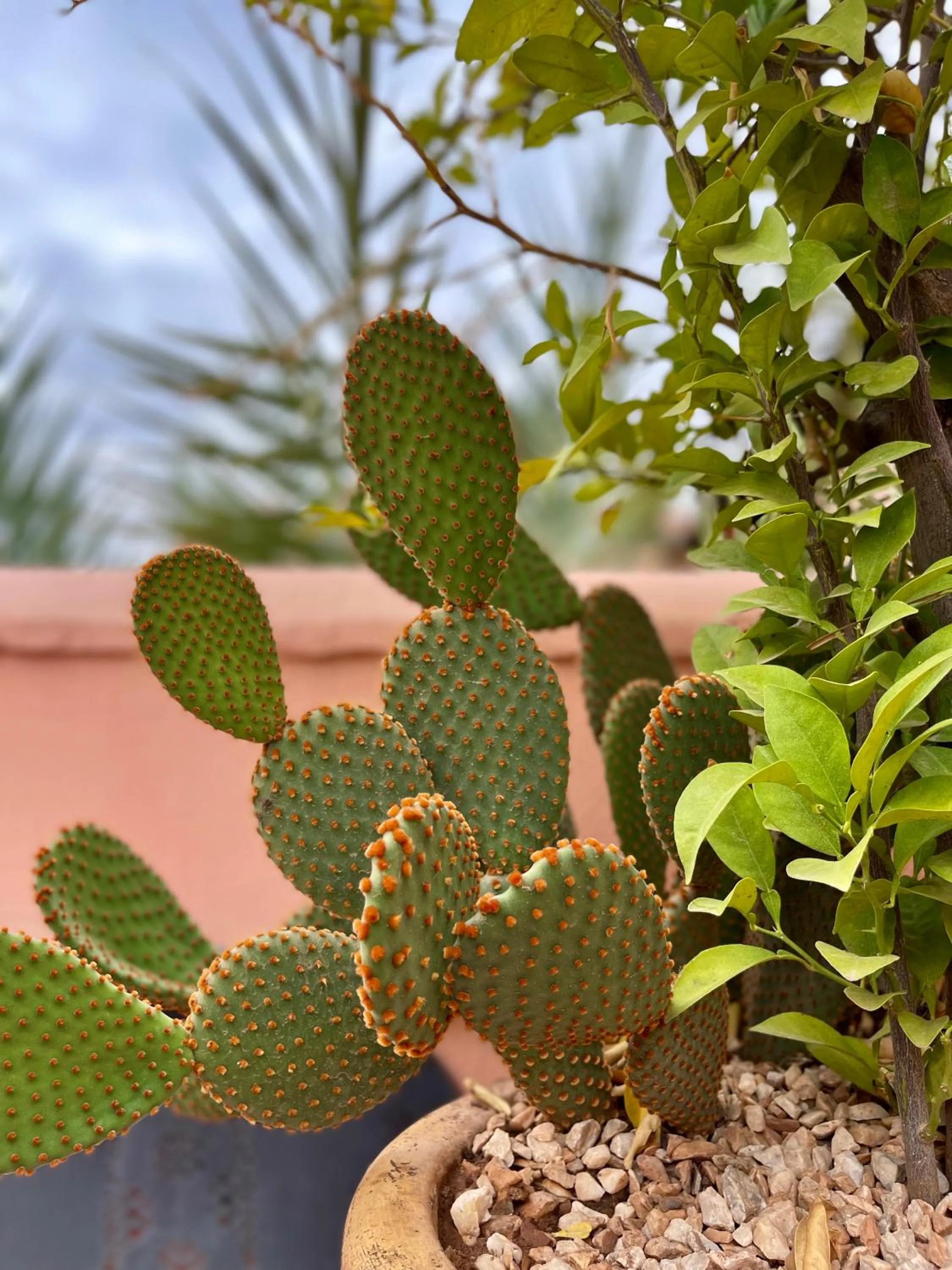 Balcony/Terrace in Riad Elias & Spa