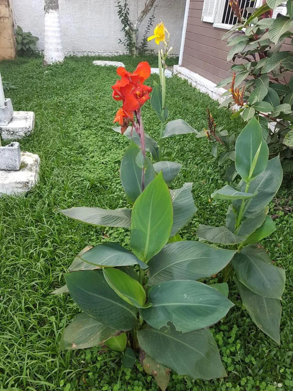 Garden in Chalés Mar Virado