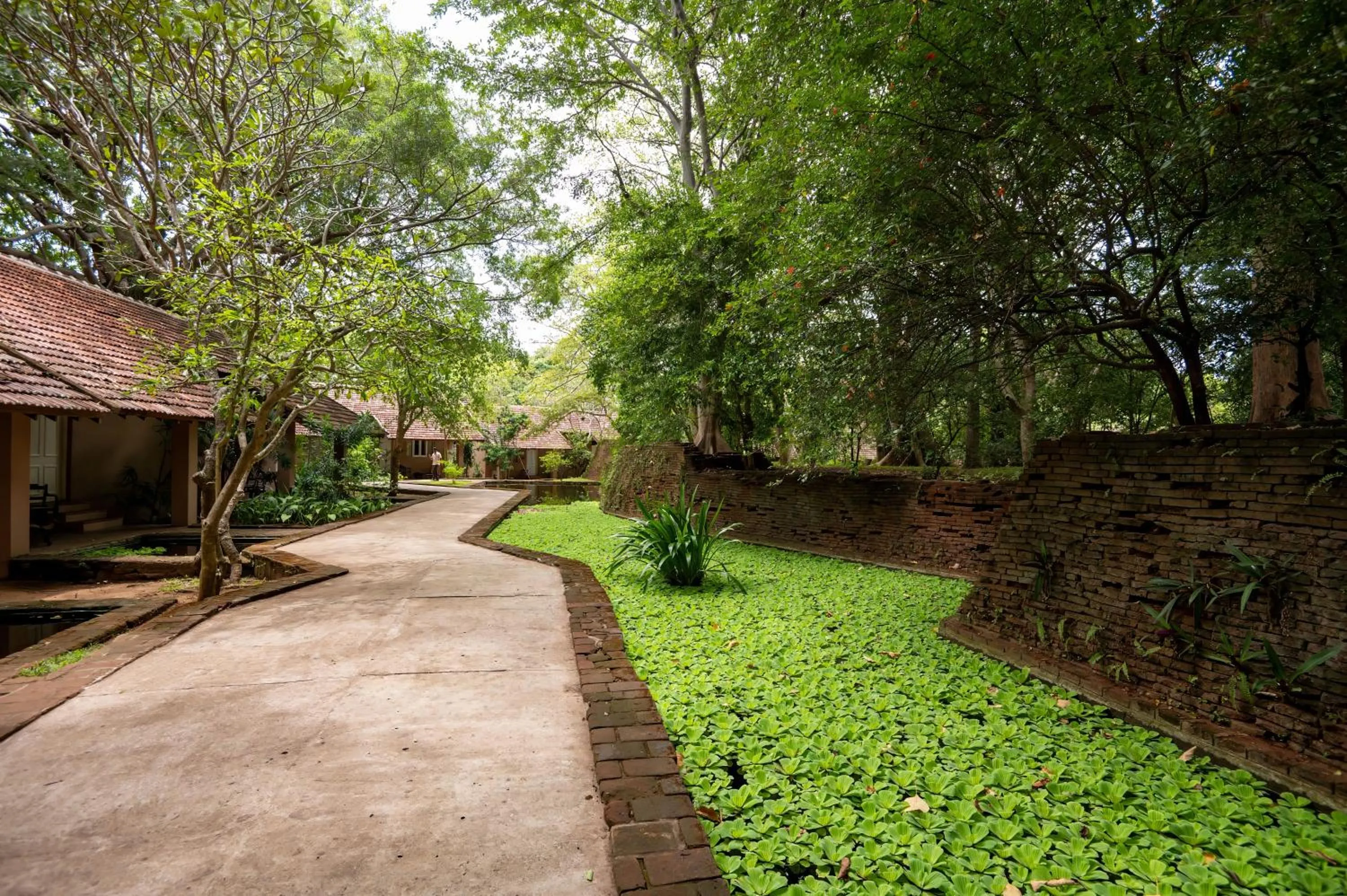 Garden in Sigiriya Village