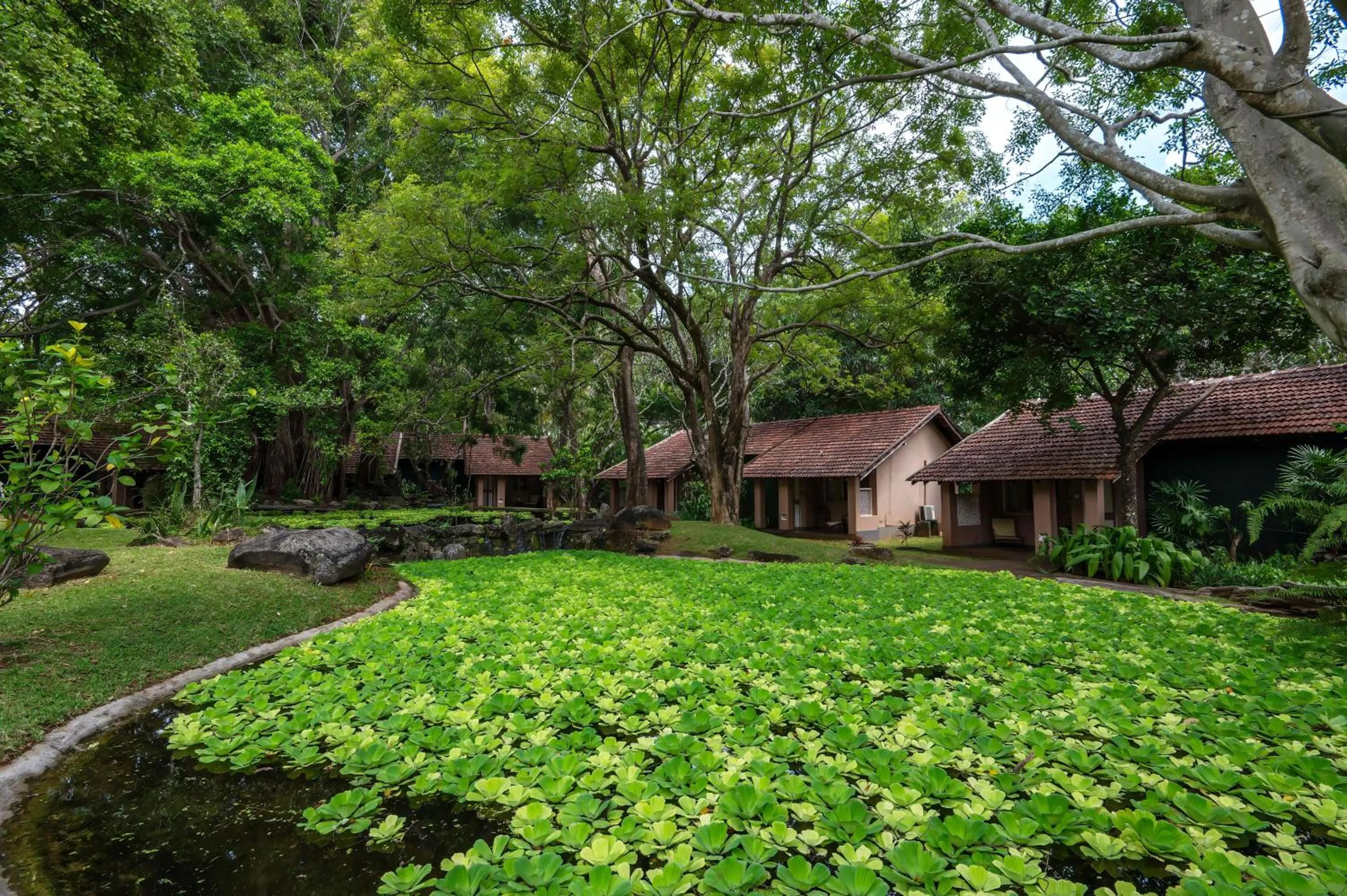 Garden in Sigiriya Village