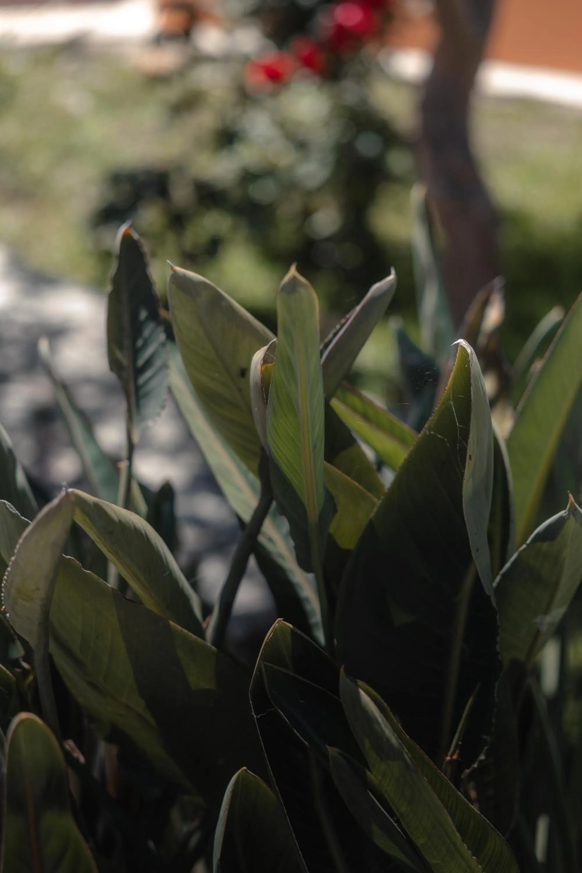 Garden in Red Tower Hotel