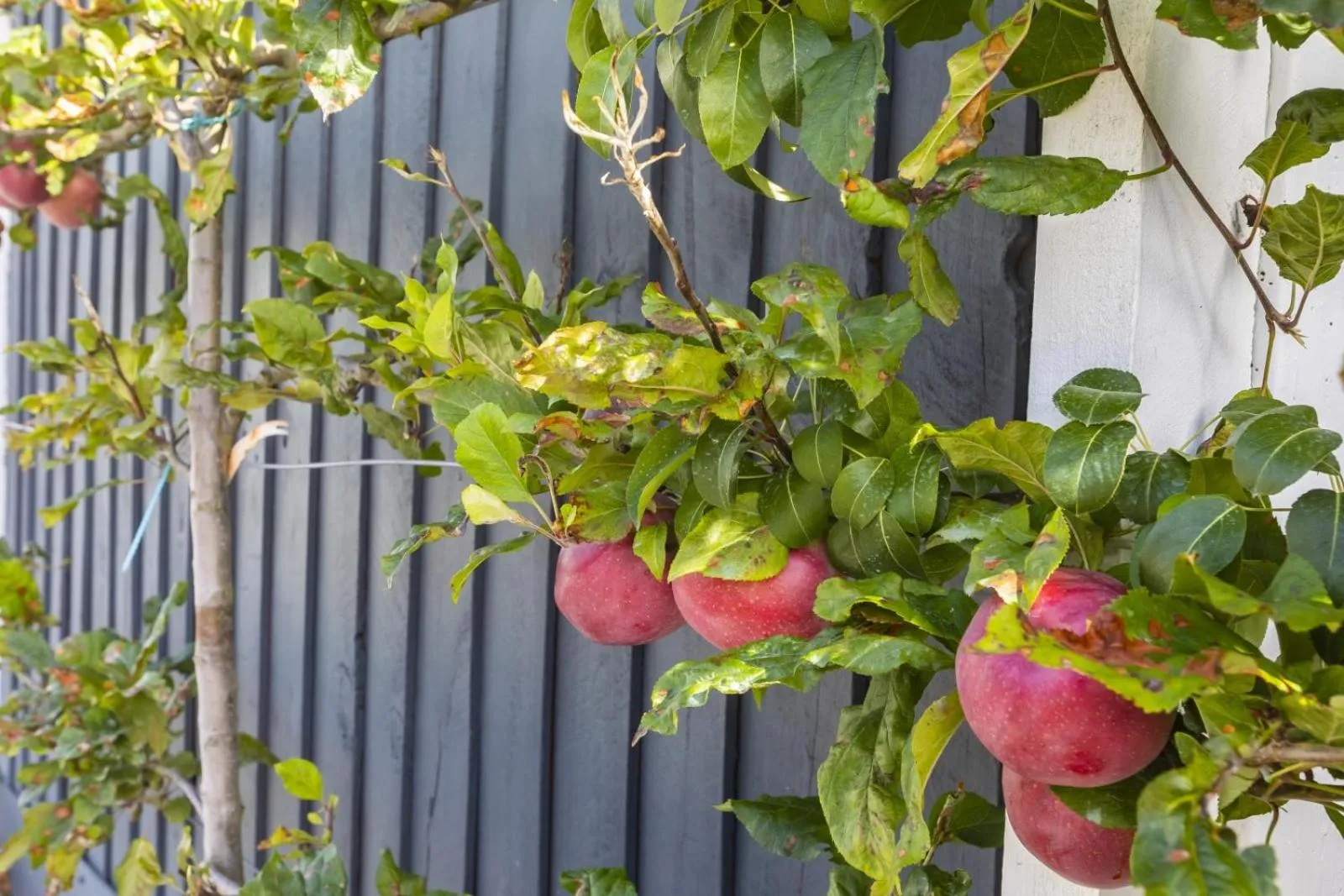 Garden in The Adelphi