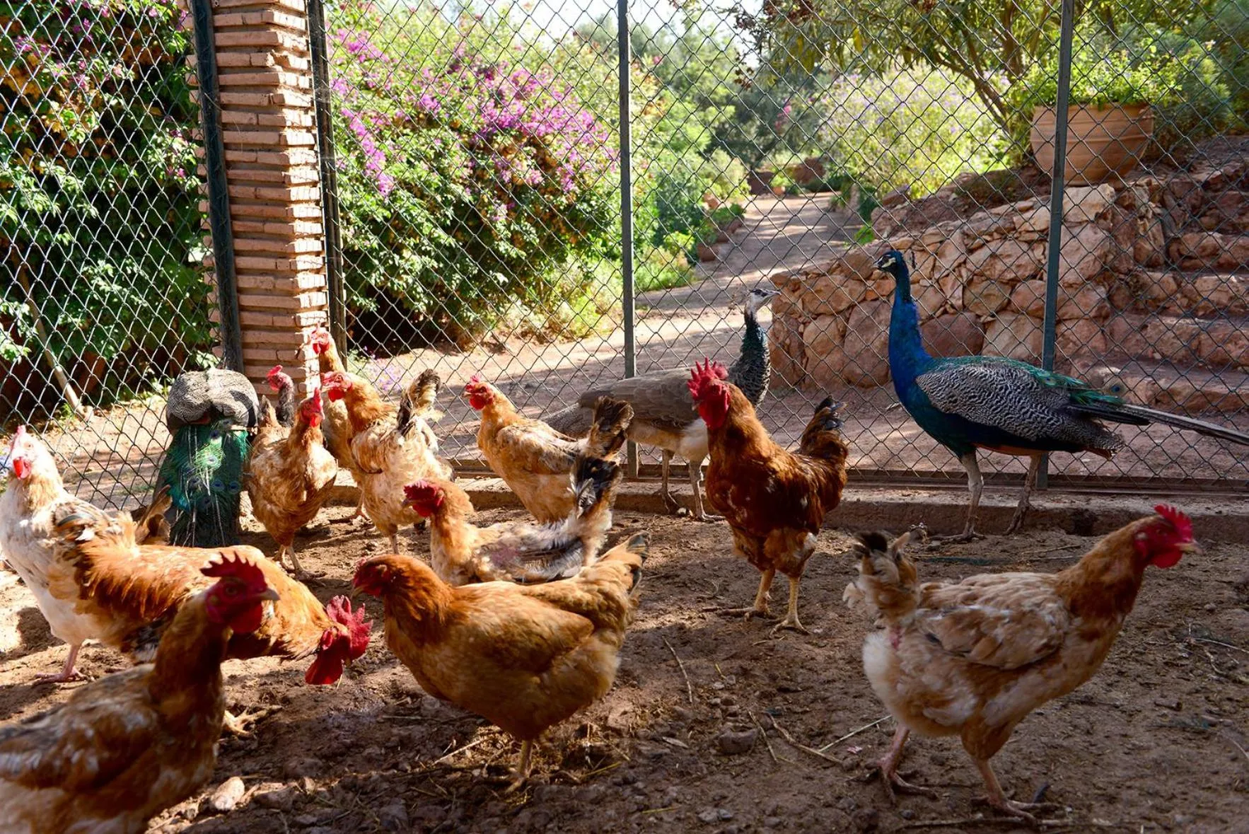 Pets in Domaine La Source