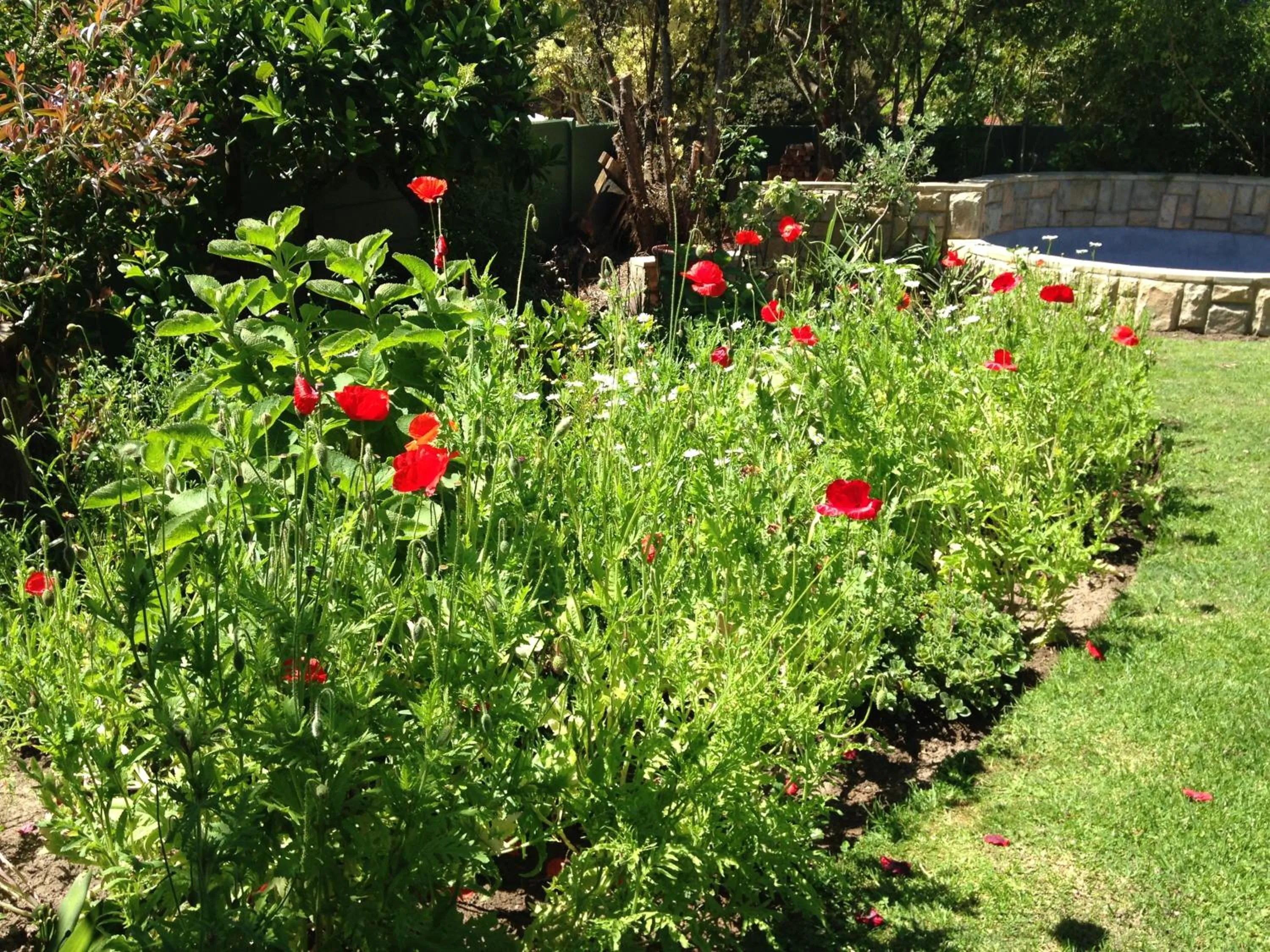 Garden in Edenwood House