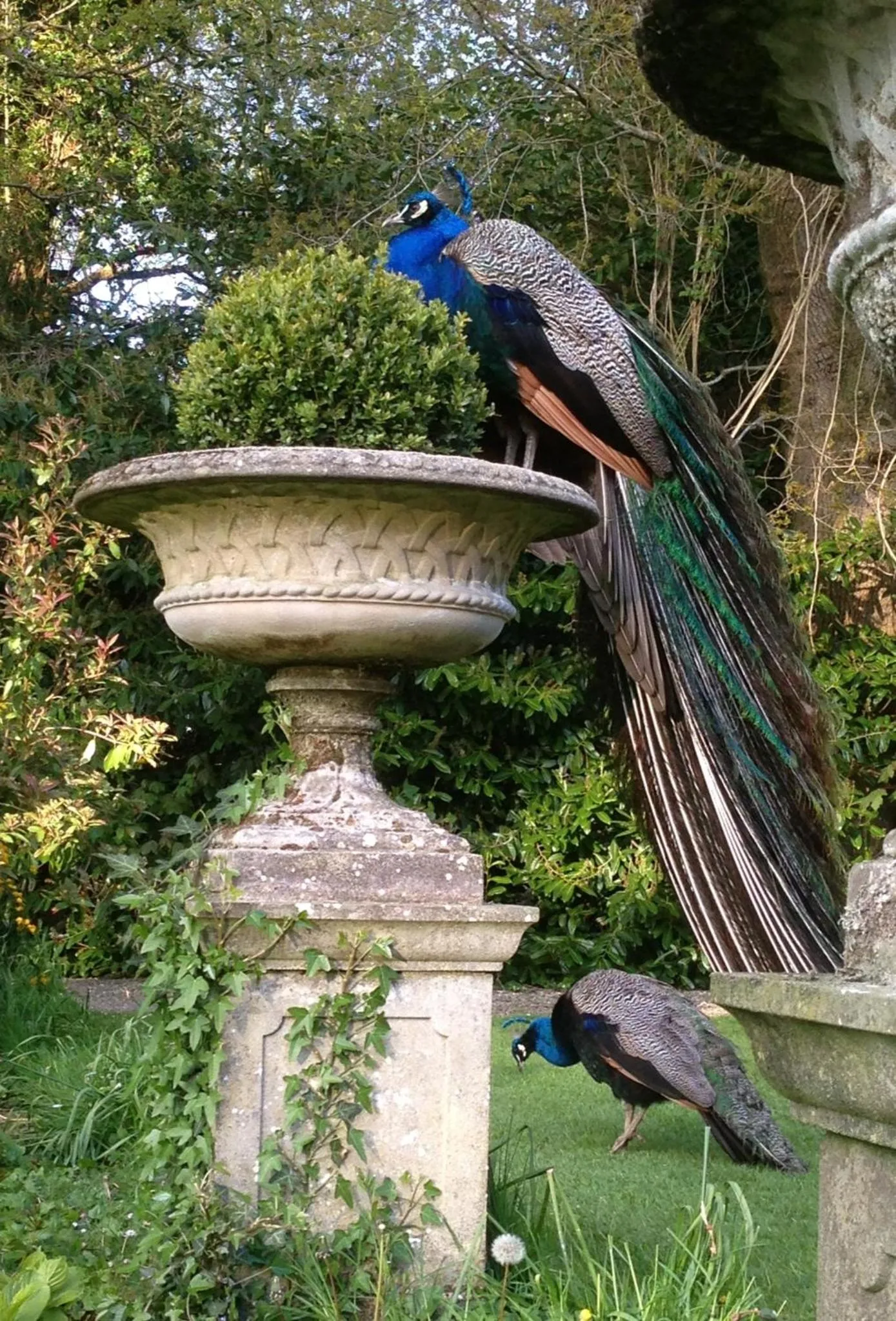Pets in Marlfield House Hotel Relais et Chateaux