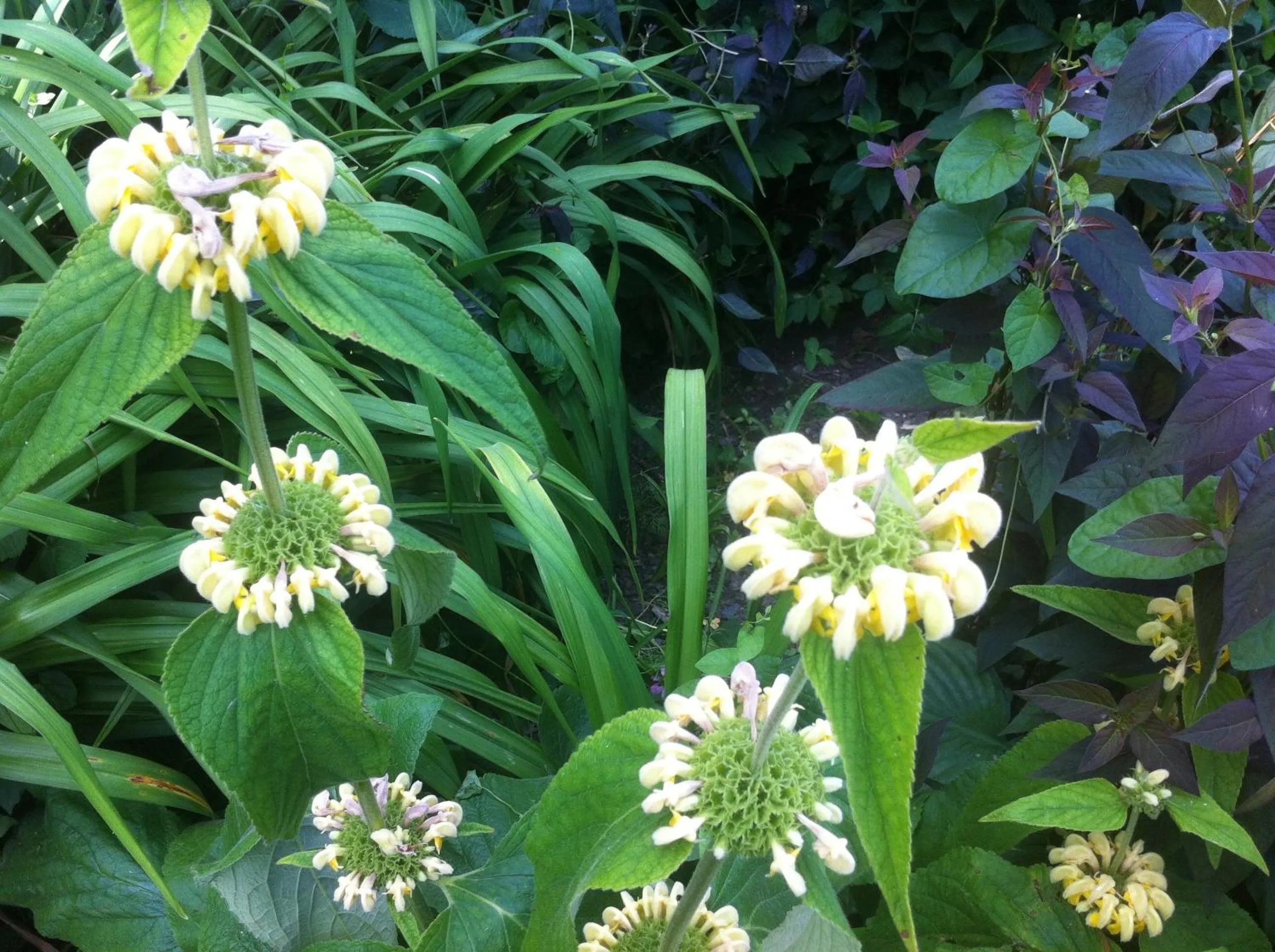 Garden in Marlfield House Hotel Relais et Chateaux