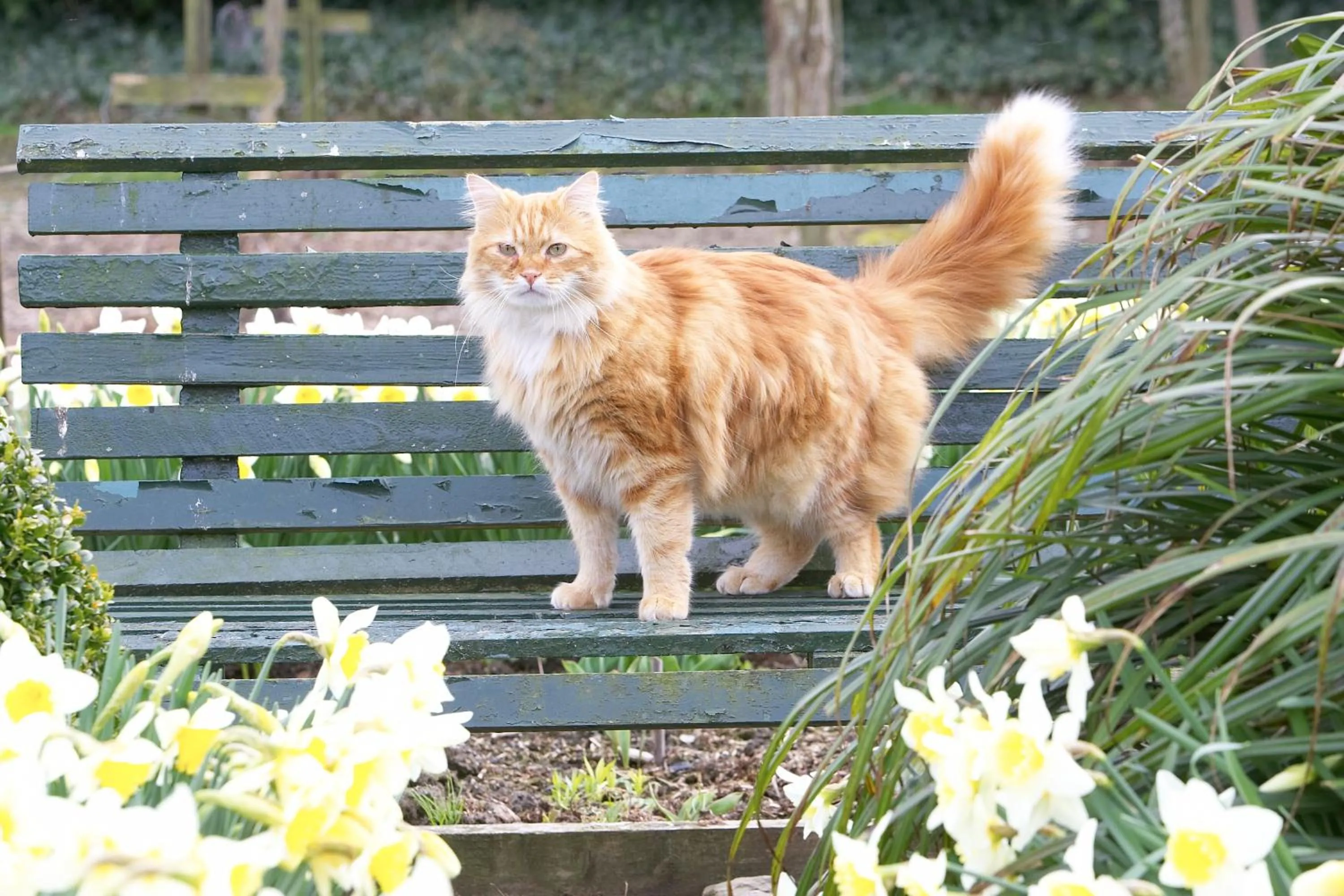 Animals in Marlfield House Hotel Relais et Chateaux