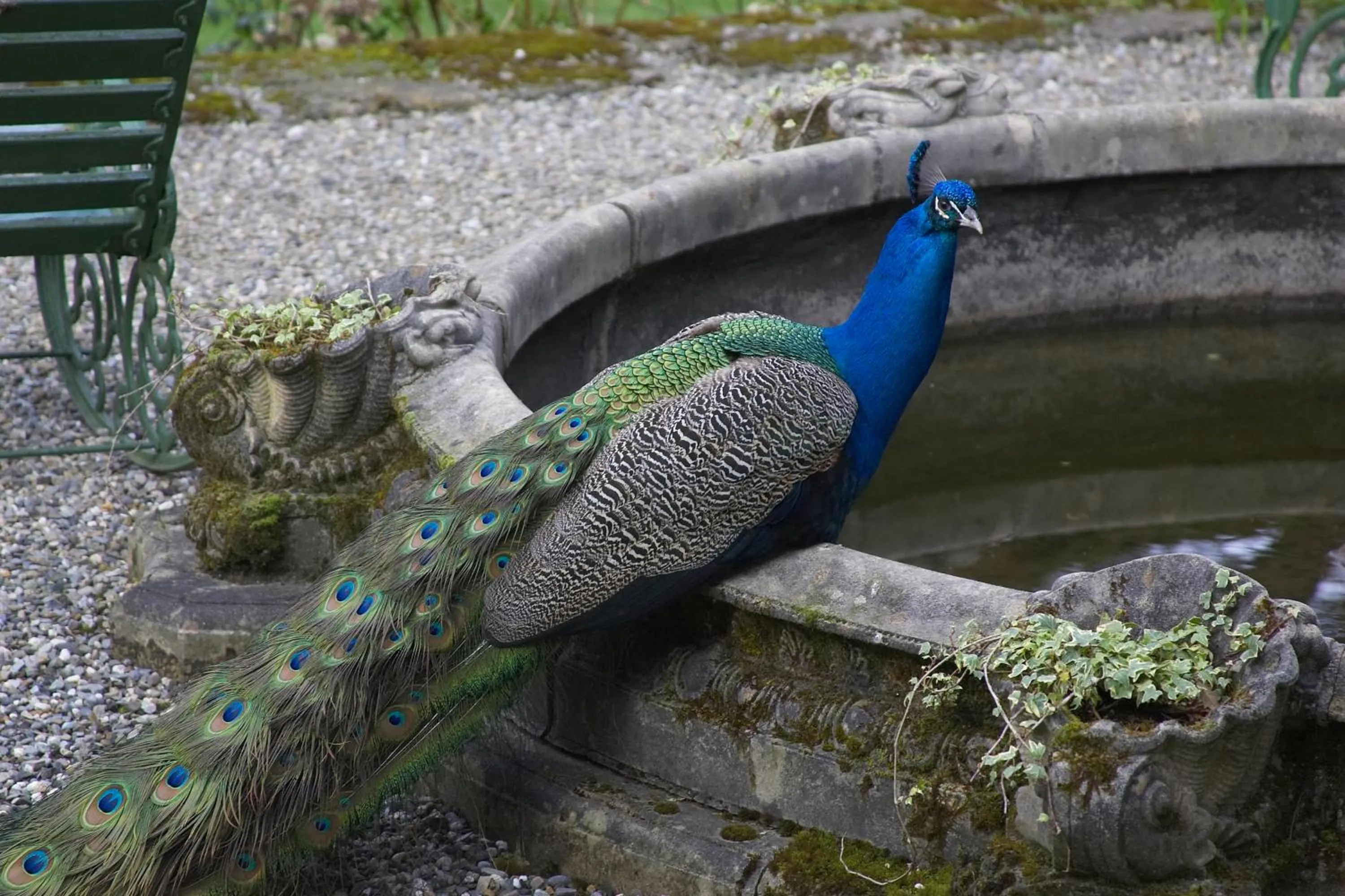 Animals in Marlfield House Hotel Relais et Chateaux