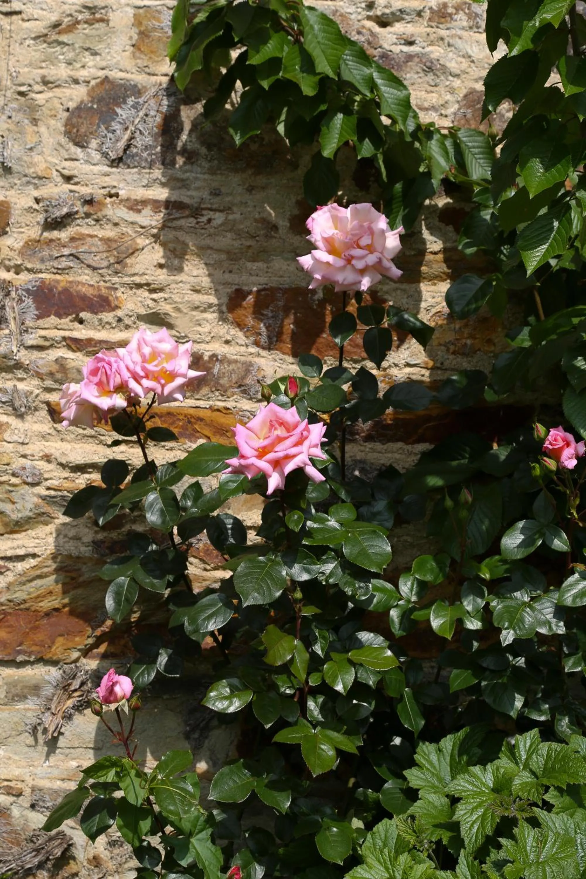 Garden view in Marlfield House Hotel Relais et Chateaux