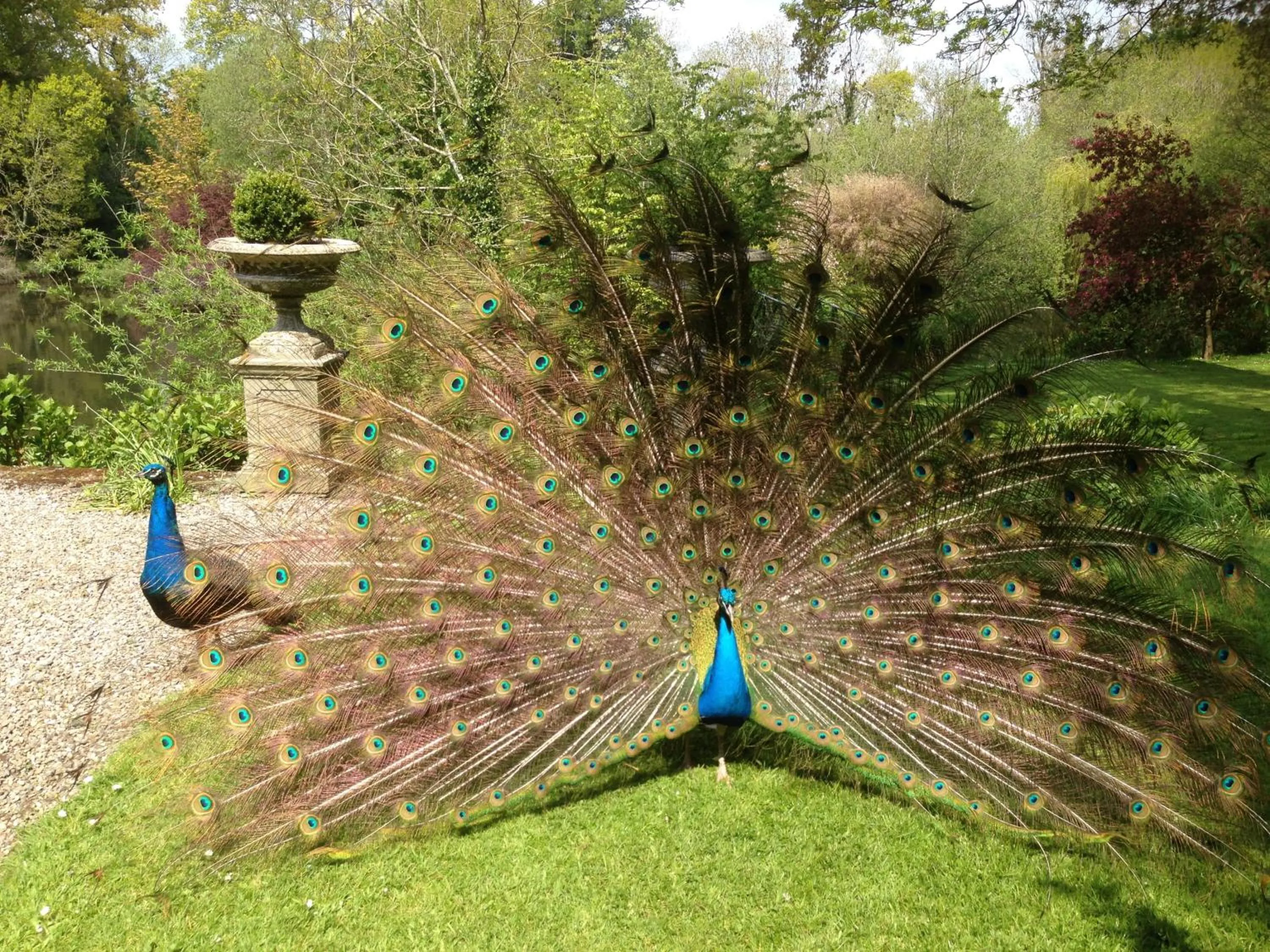 Animals in Marlfield House Hotel Relais et Chateaux