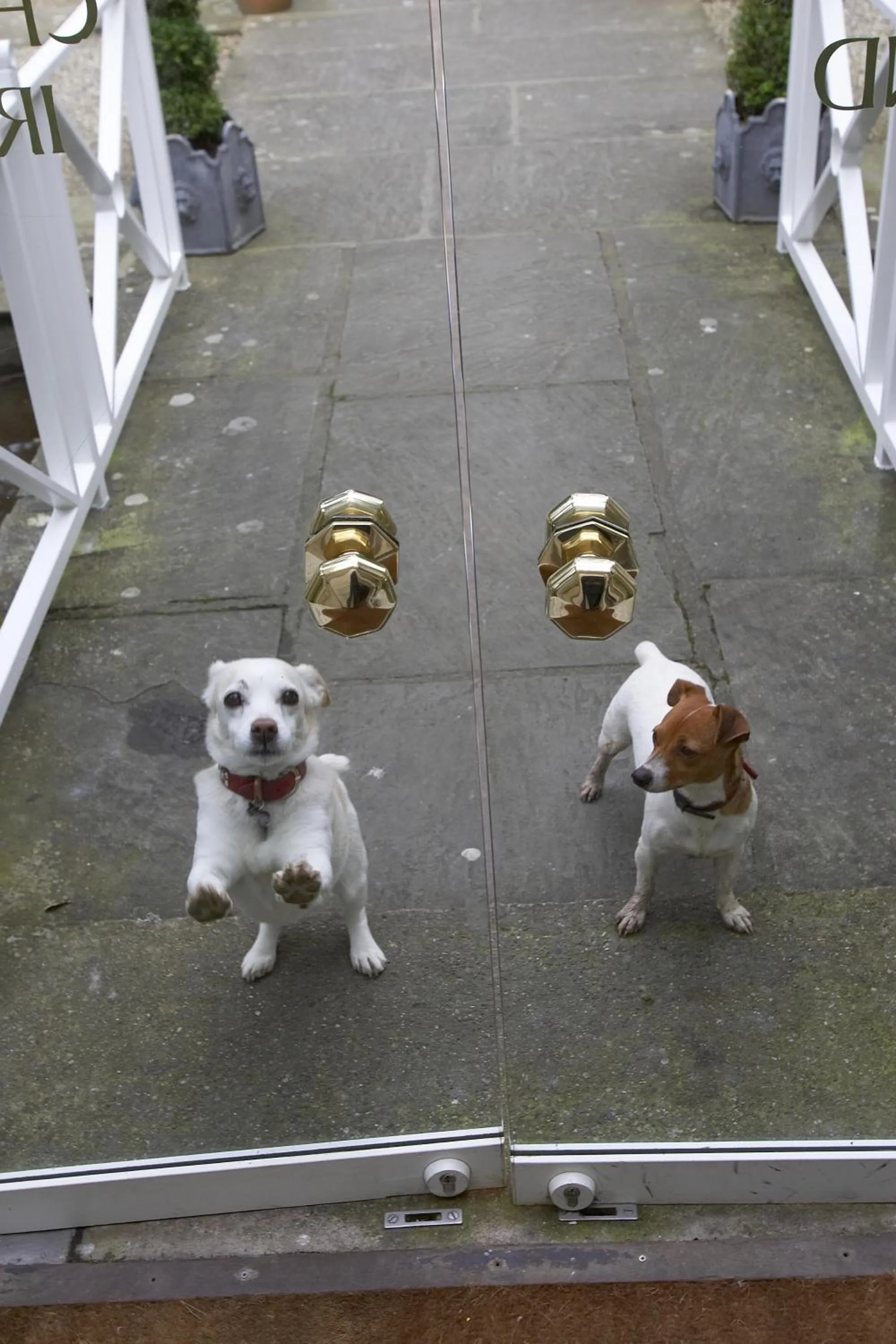 Animals in Marlfield House Hotel Relais et Chateaux