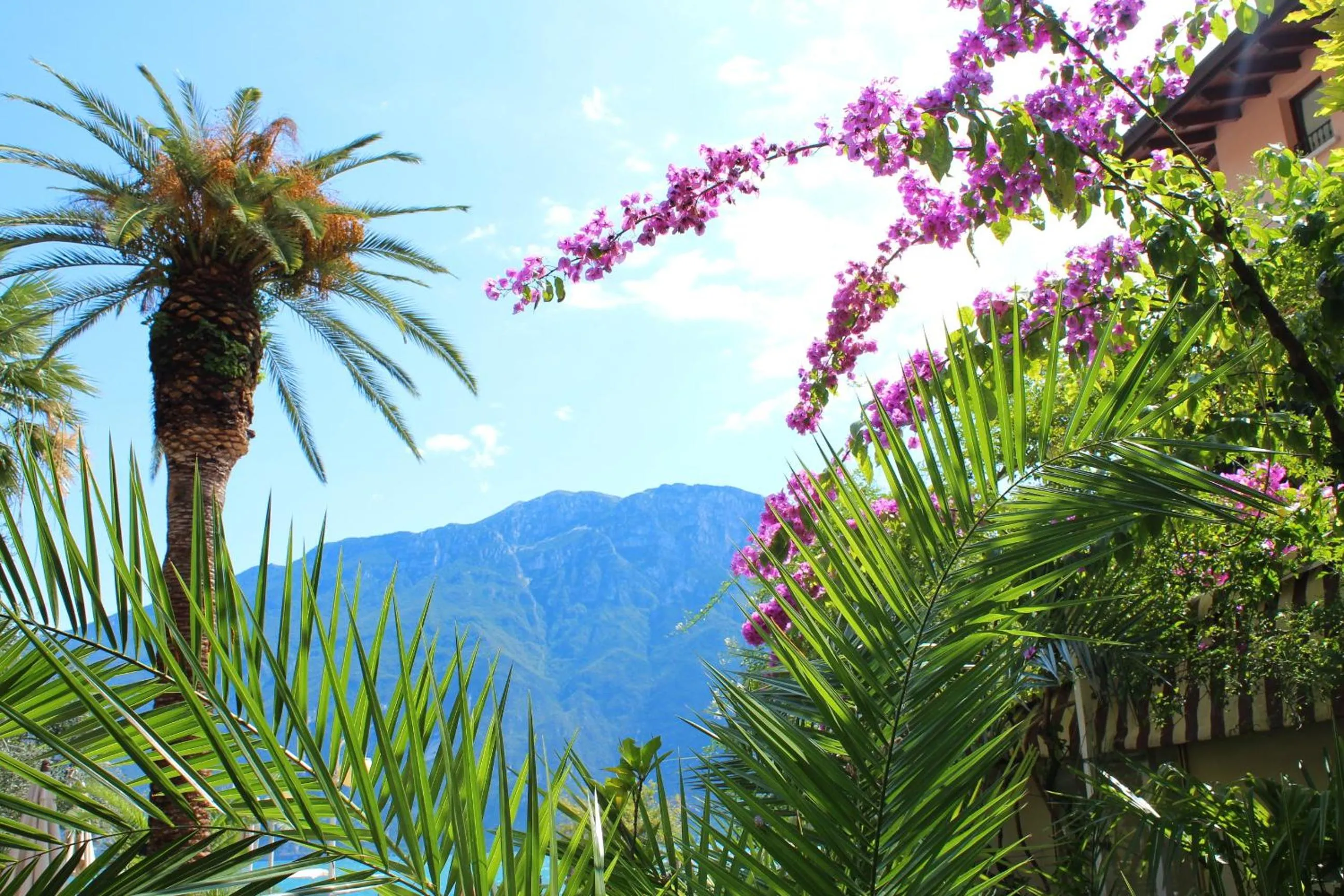 Garden in Albergo Bellavista
