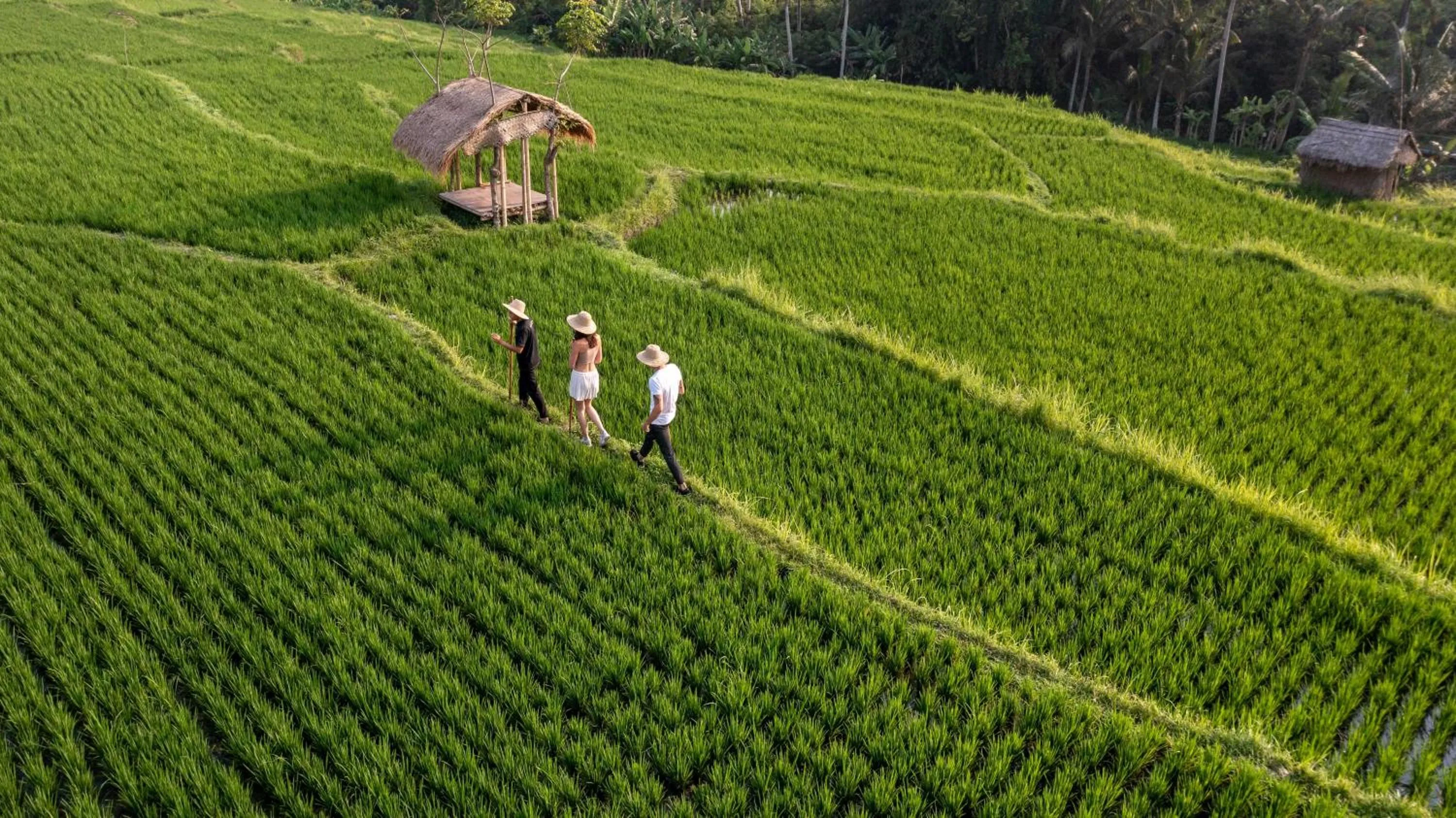 Activities in Ubud Nyuh Bali Resort & Spa