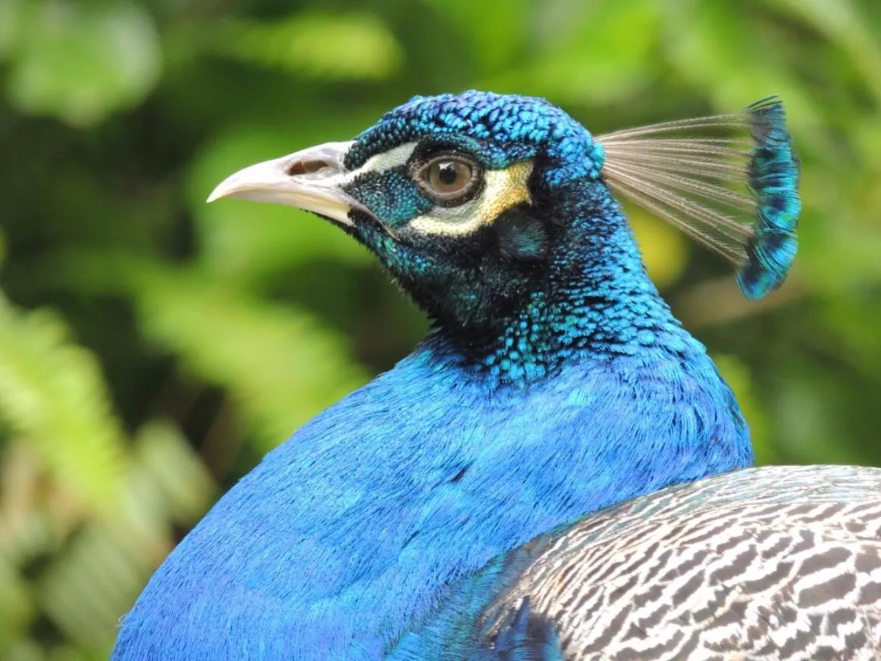 Animals in Hotel Fioreze Chalés