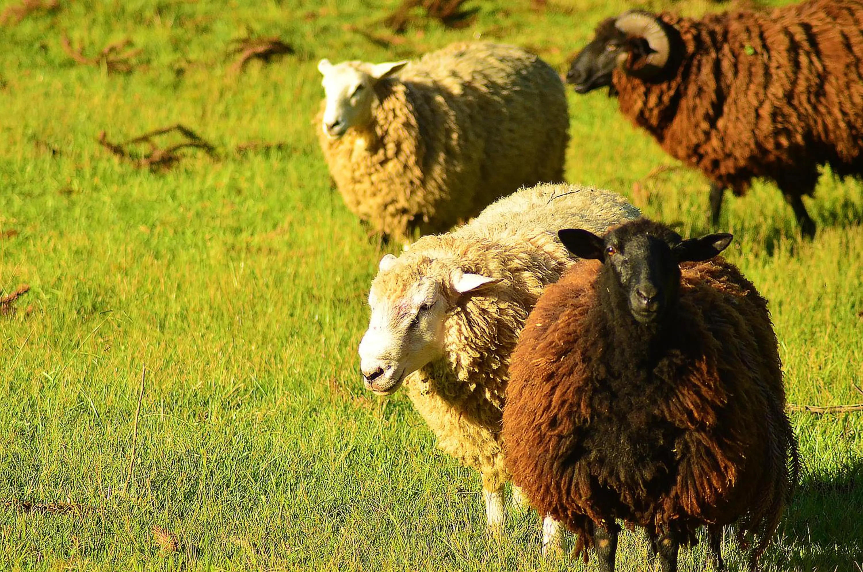 Animals in Hotel Fioreze Chalés