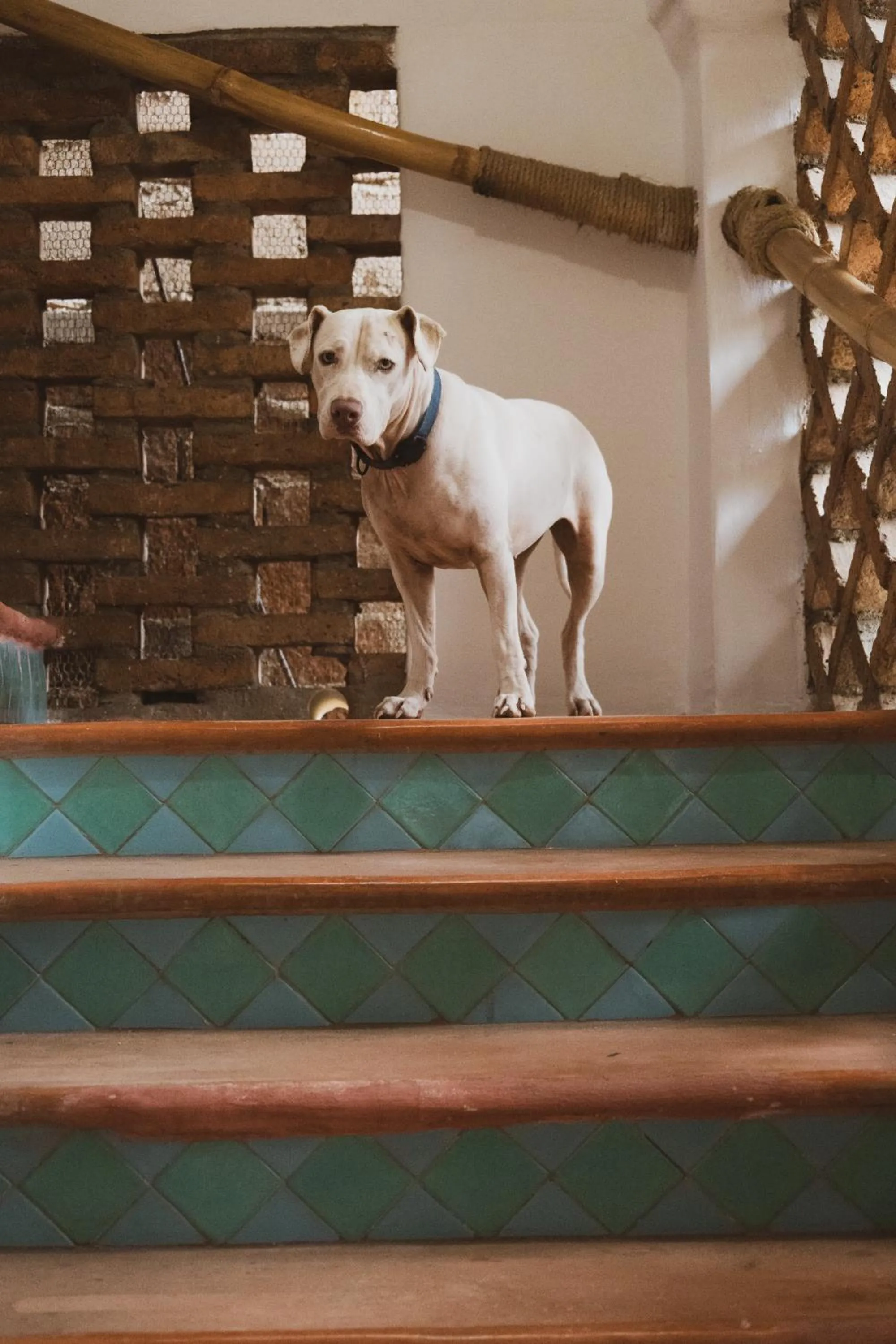 Pets in Sayulita Central Hotel