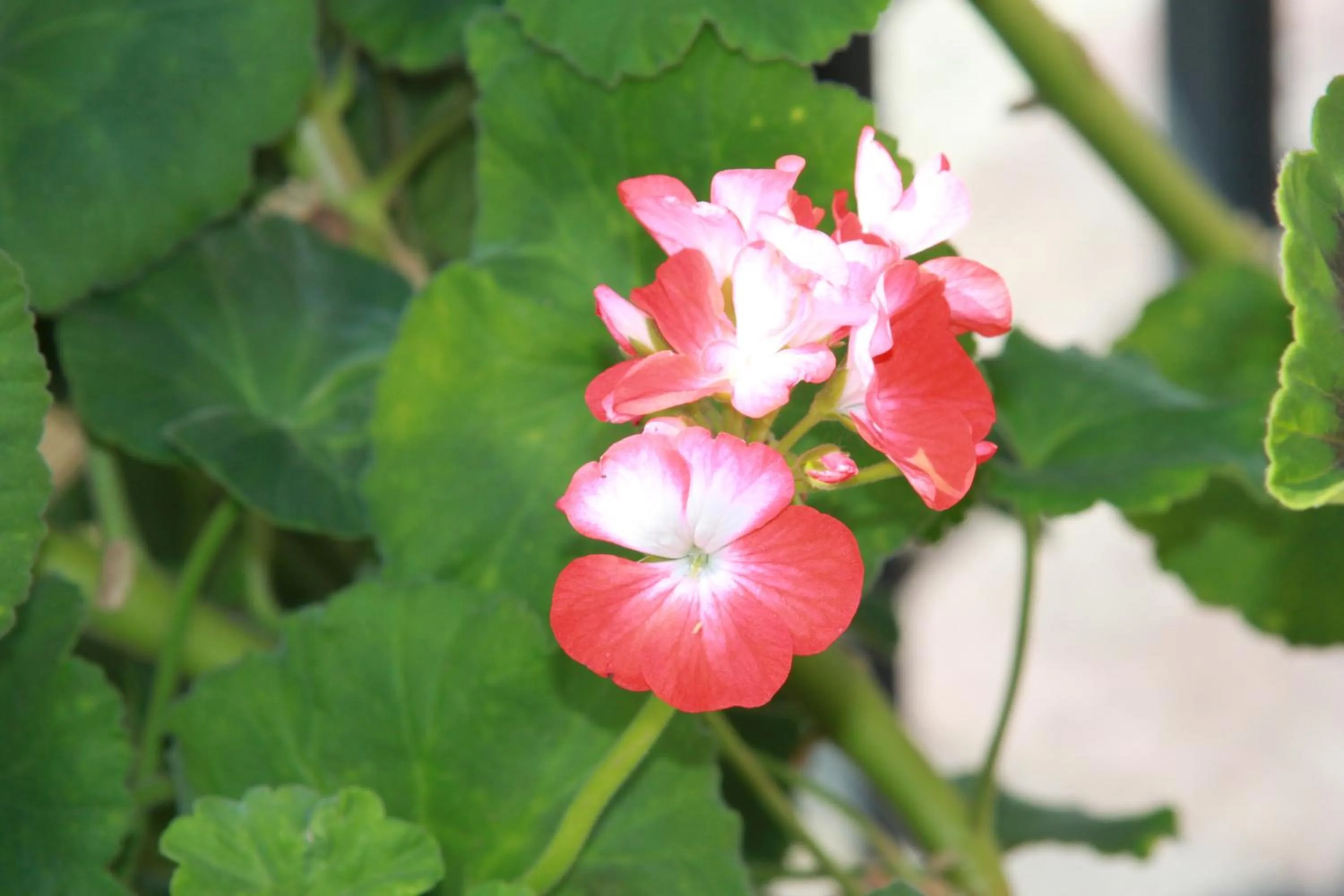 Decorative detail in Hotel LaCetate