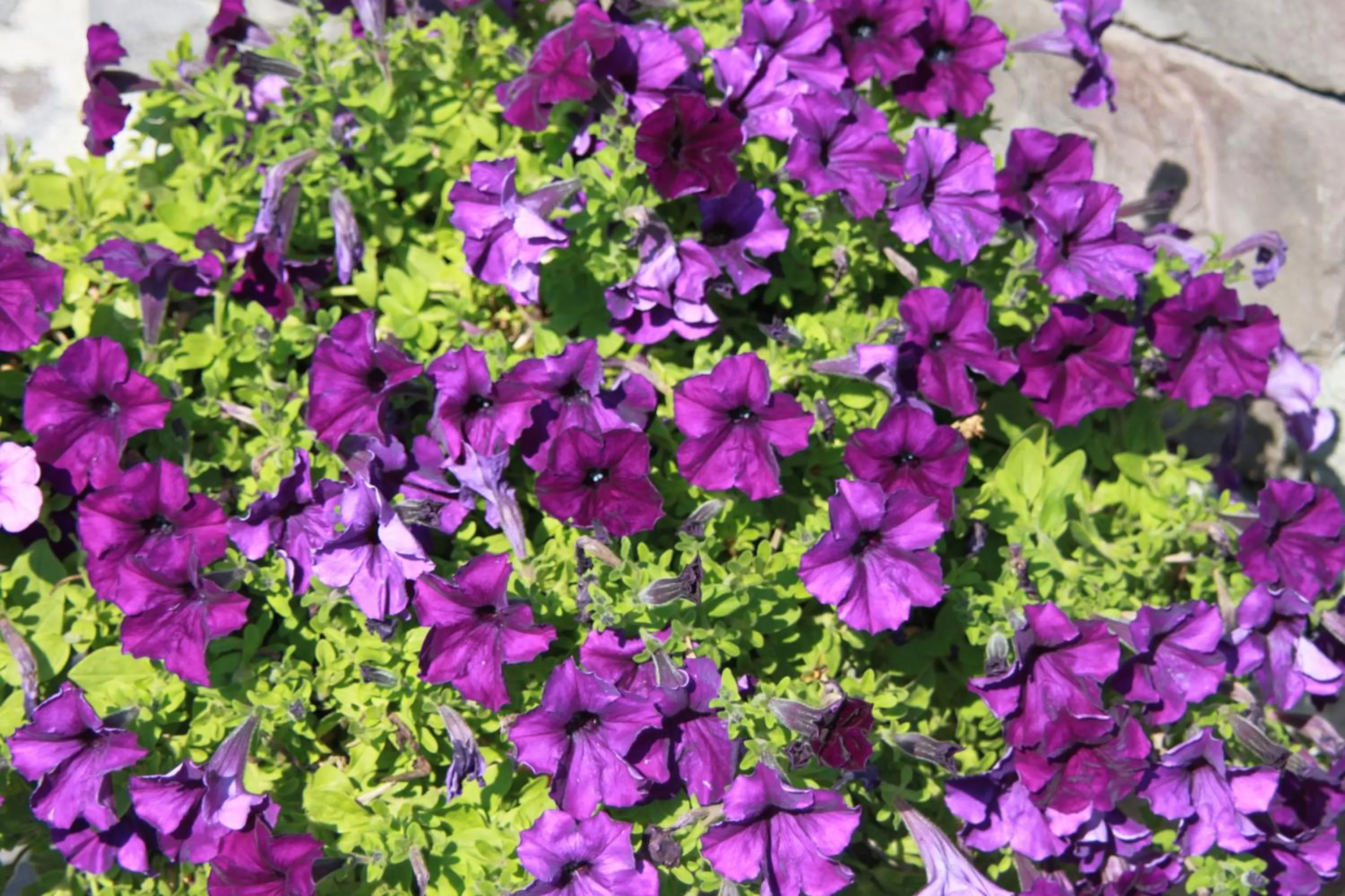 Decorative detail in Hotel LaCetate