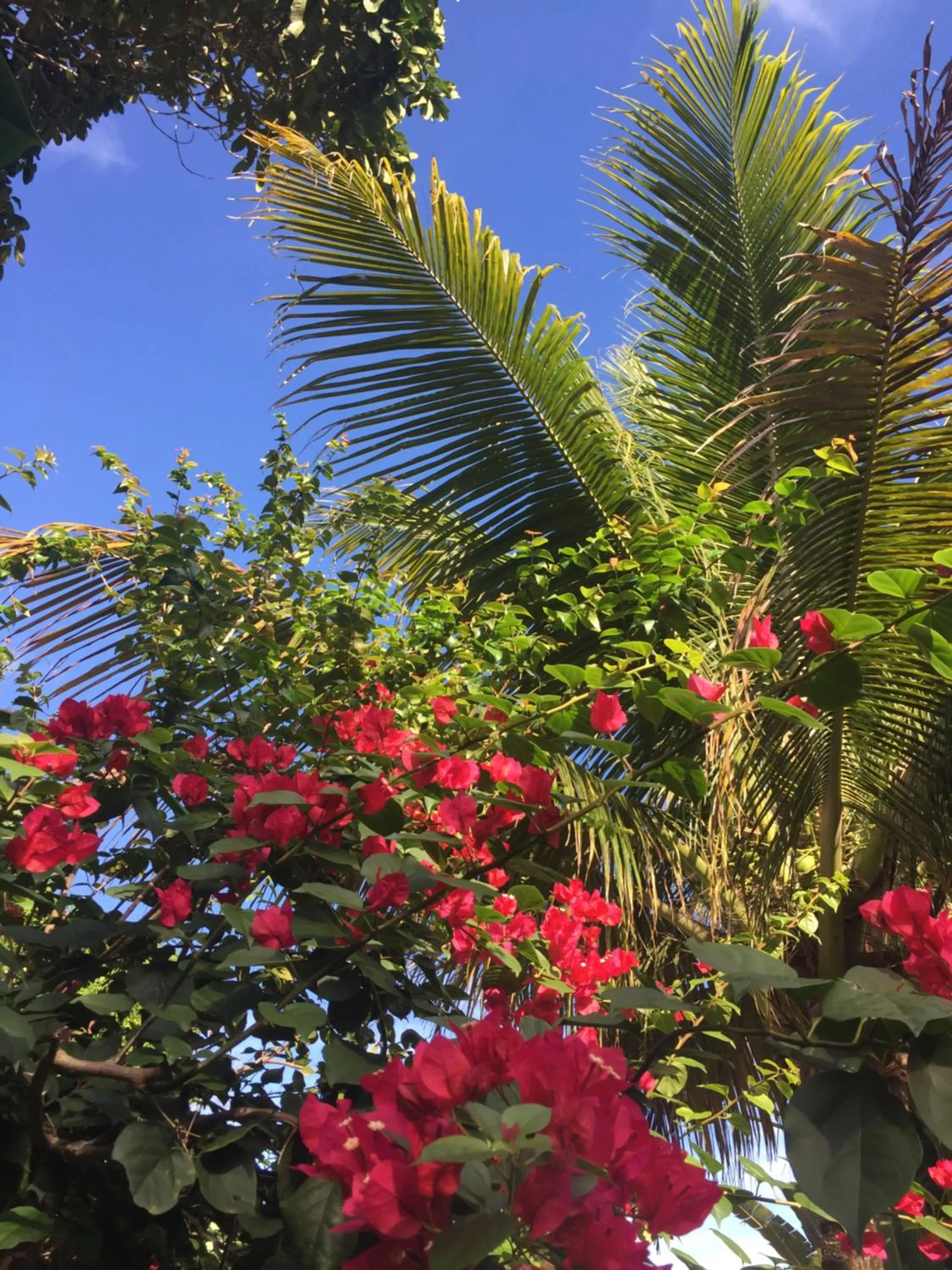 Garden in Pousada Jardim Das Margaridas