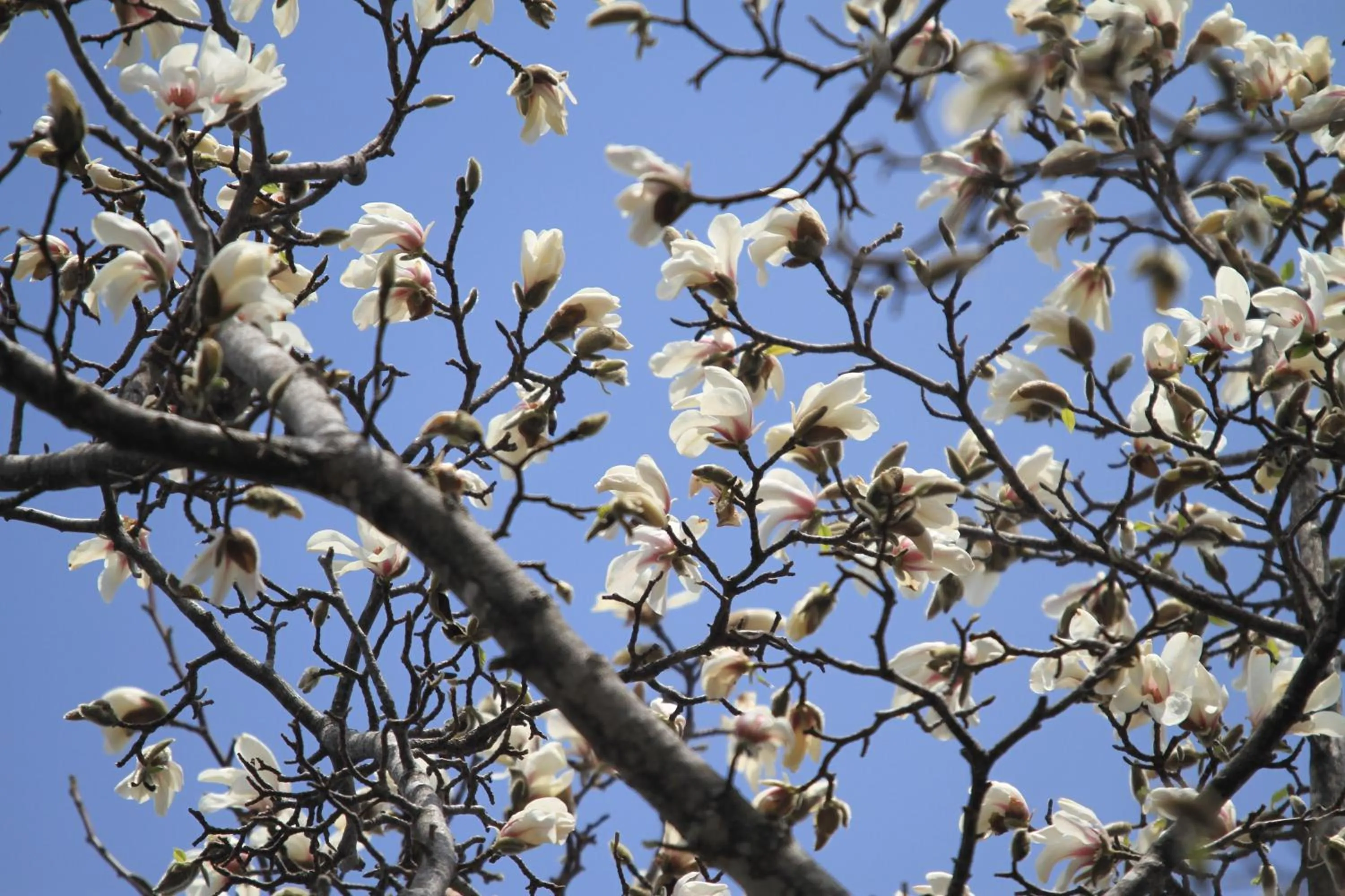 Neighbourhood in Kitakobushi Shiretoko Hotel & Resort