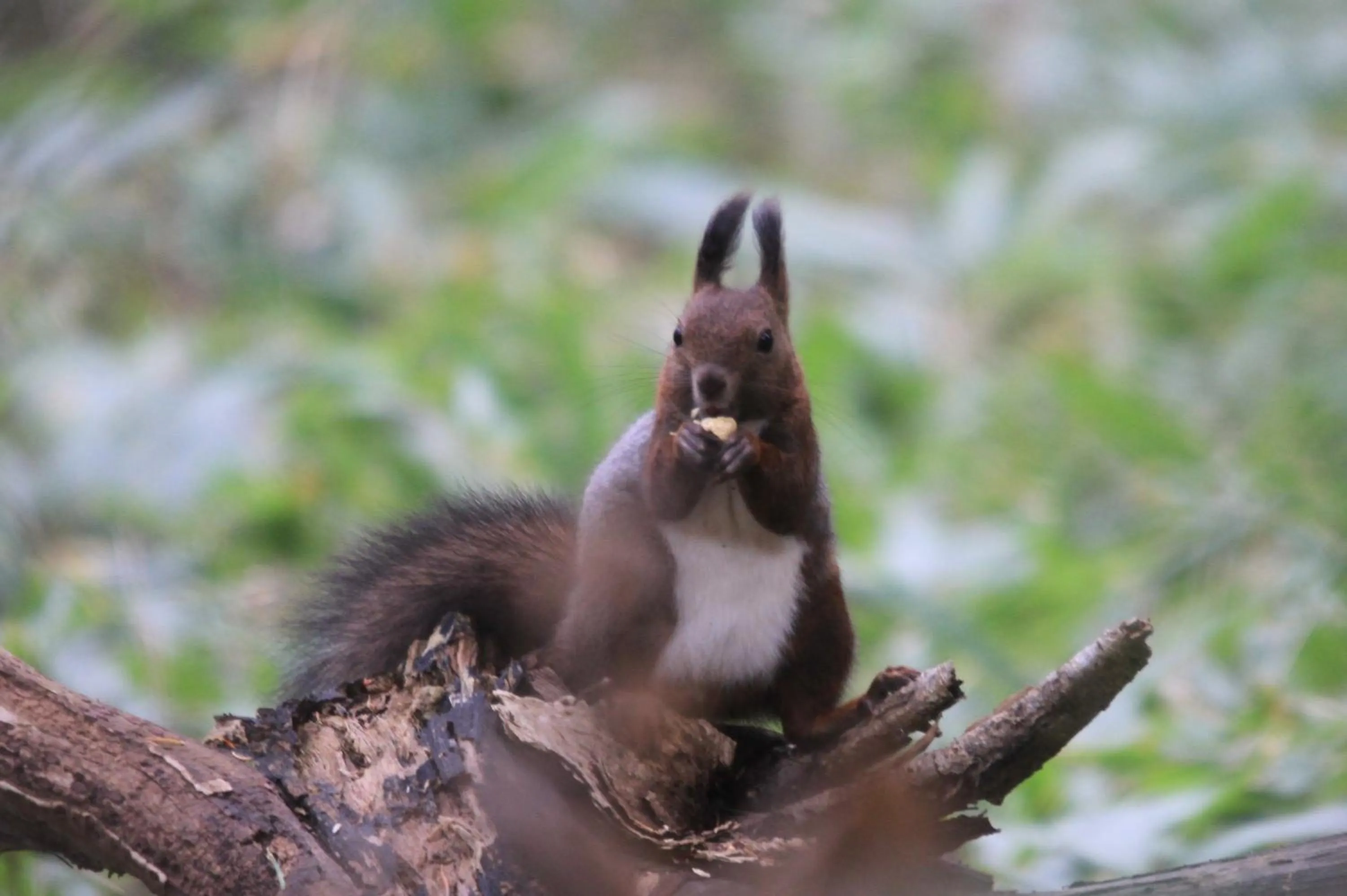 Natural landscape in Kitakobushi Shiretoko Hotel & Resort