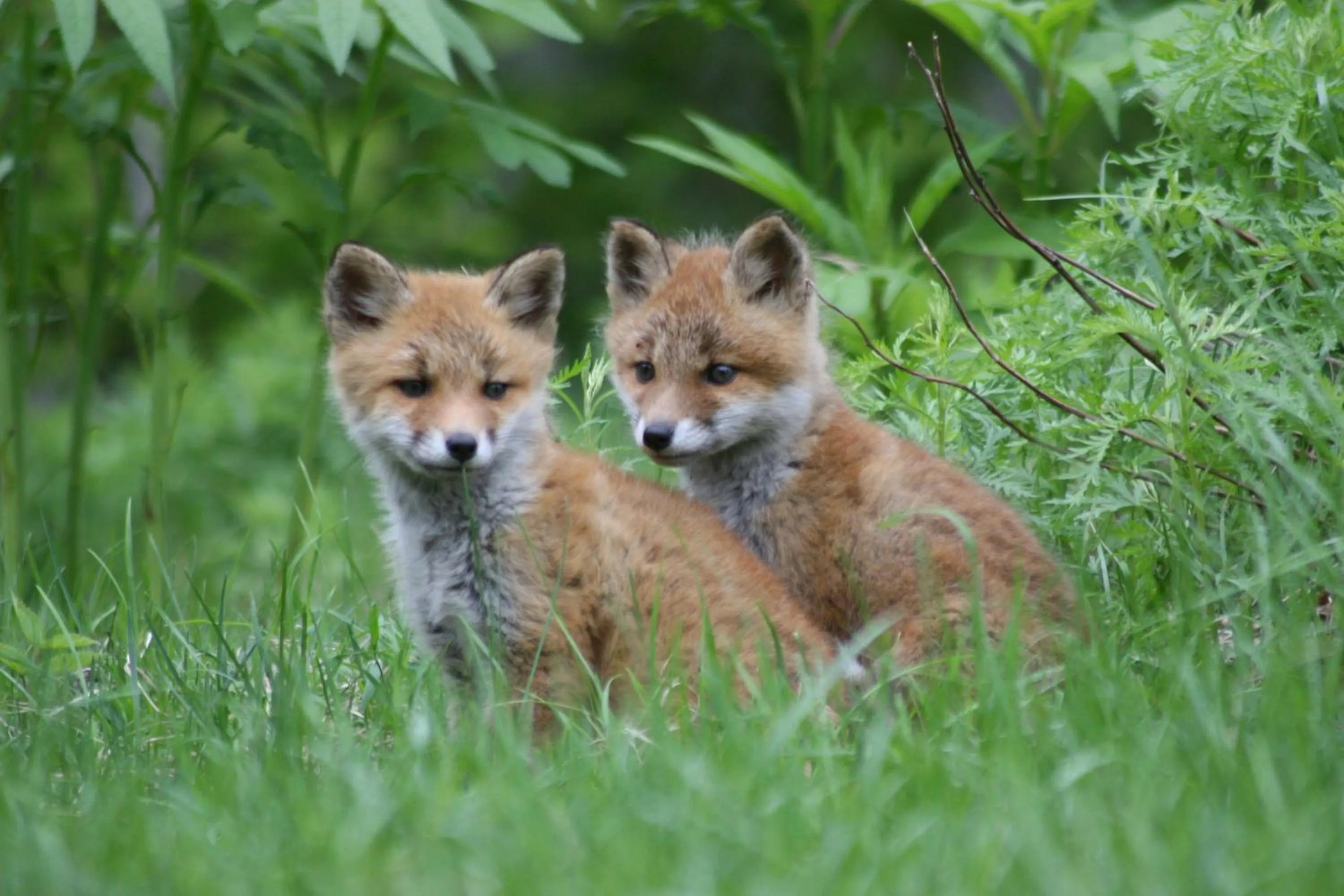 Natural landscape in Kitakobushi Shiretoko Hotel & Resort