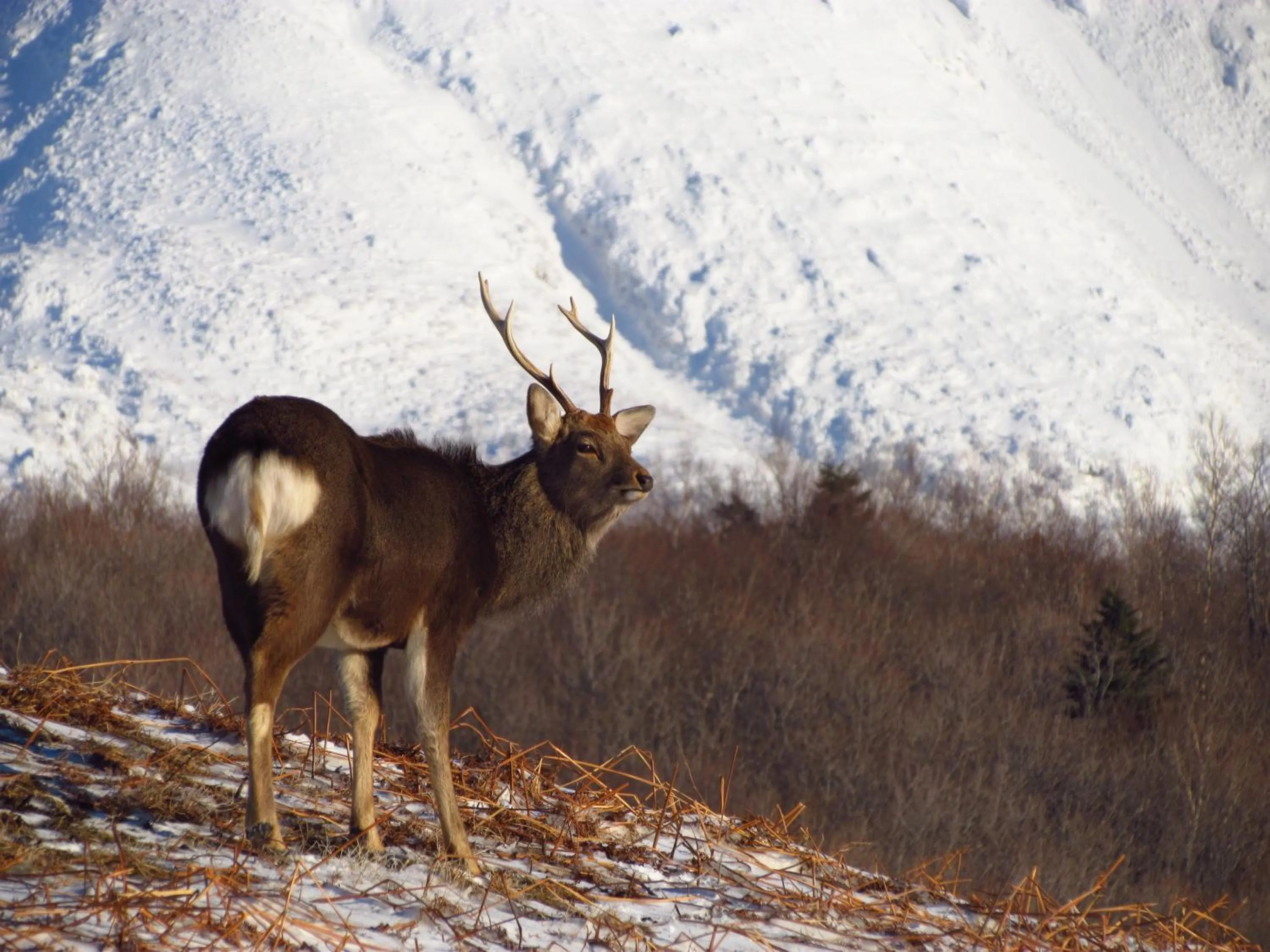Winter in Kitakobushi Shiretoko Hotel & Resort