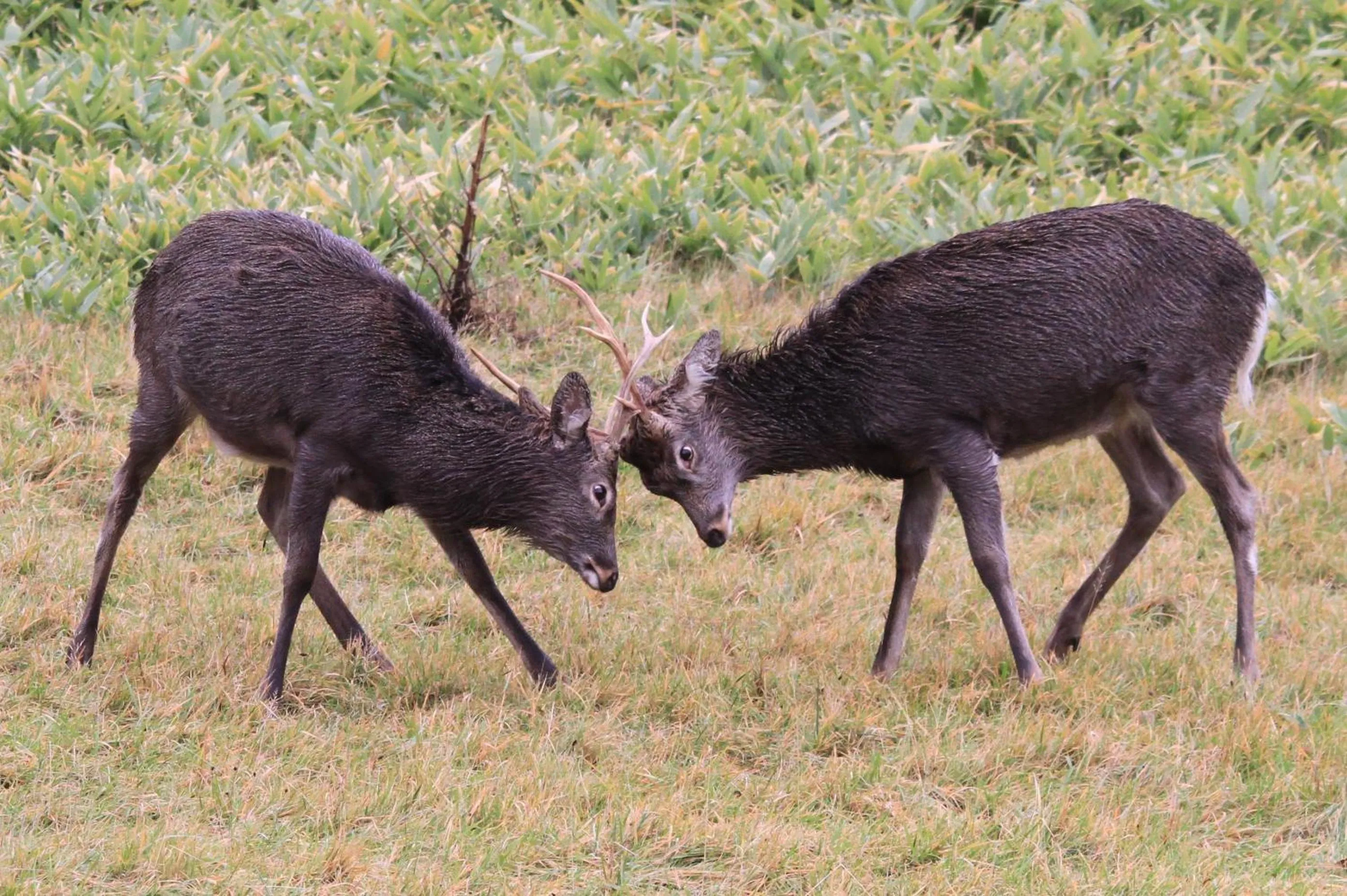 Natural landscape in Kitakobushi Shiretoko Hotel & Resort