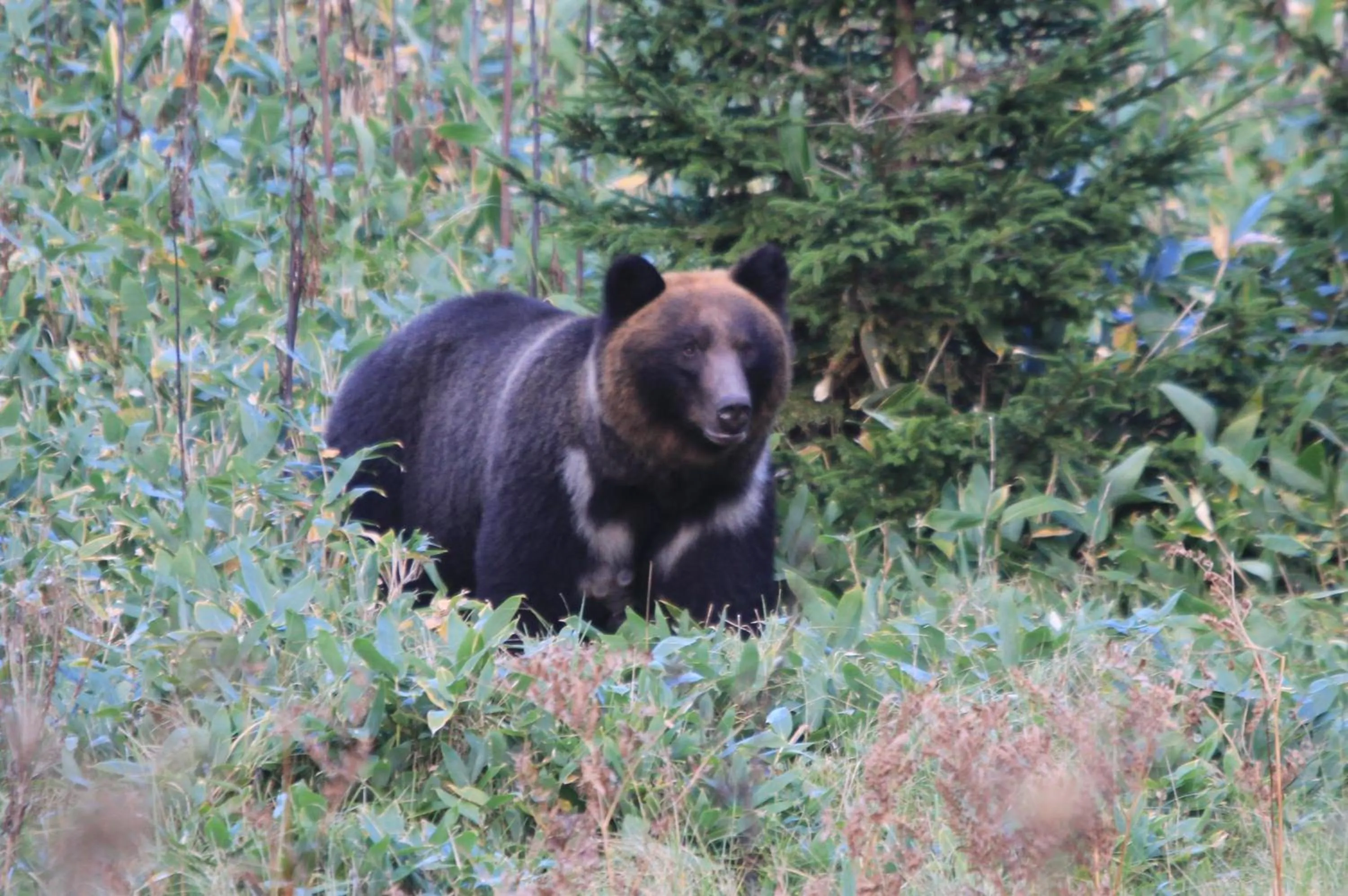 Natural landscape in Kitakobushi Shiretoko Hotel & Resort