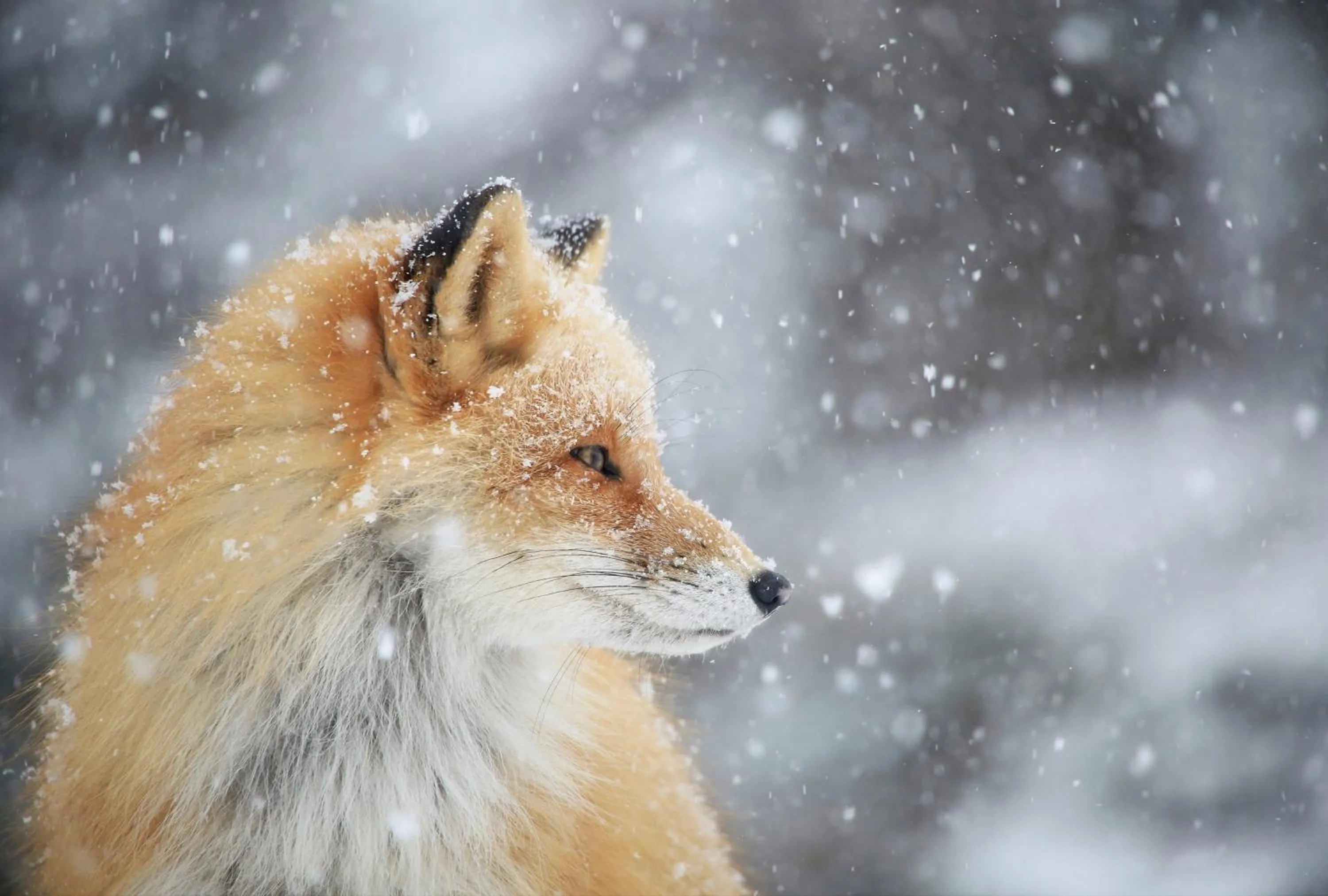 Activities in Kitakobushi Shiretoko Hotel & Resort