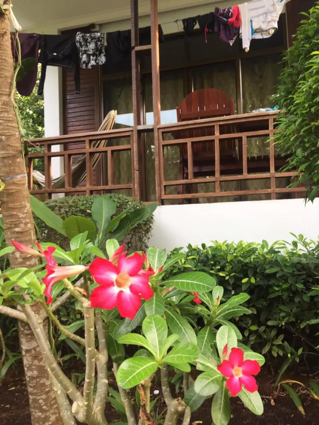 Garden view in Benjamin's Hut Garden view in Benjamin's Hut