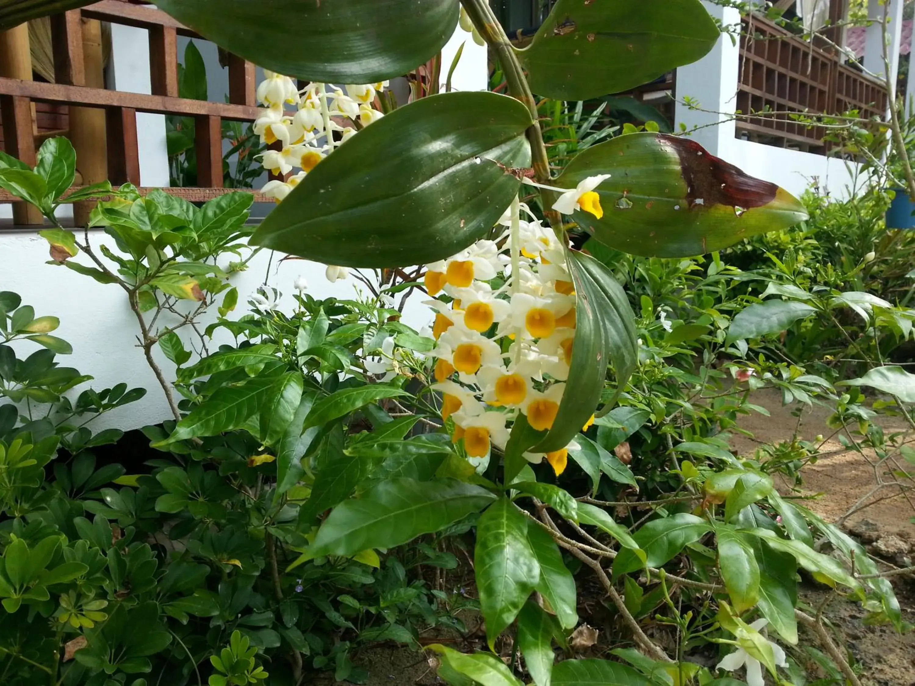 Garden view in Benjamin's Hut Garden view in Benjamin's Hut