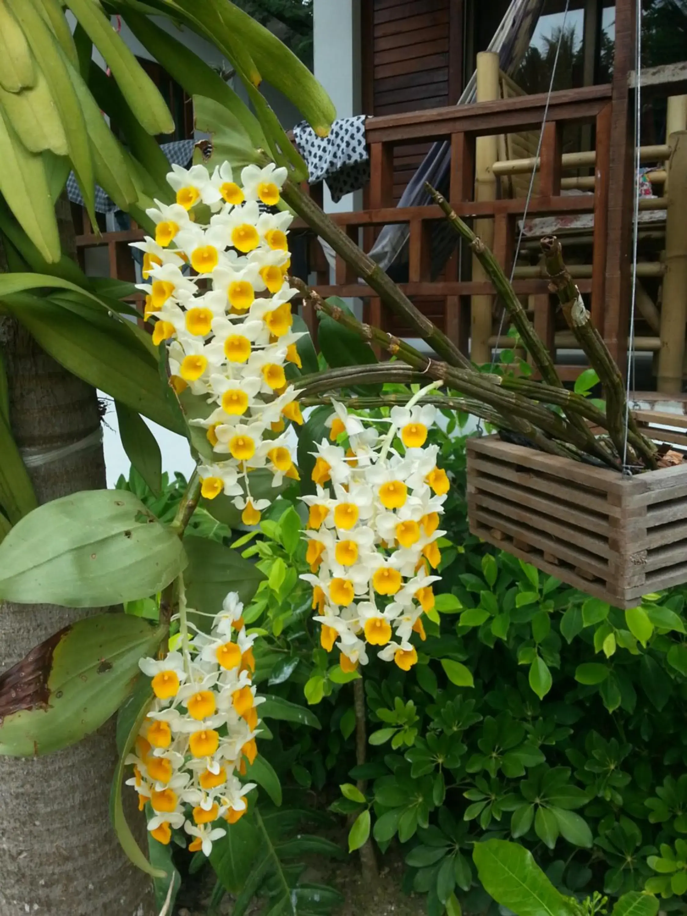 Garden view in Benjamin's Hut Garden view in Benjamin's Hut