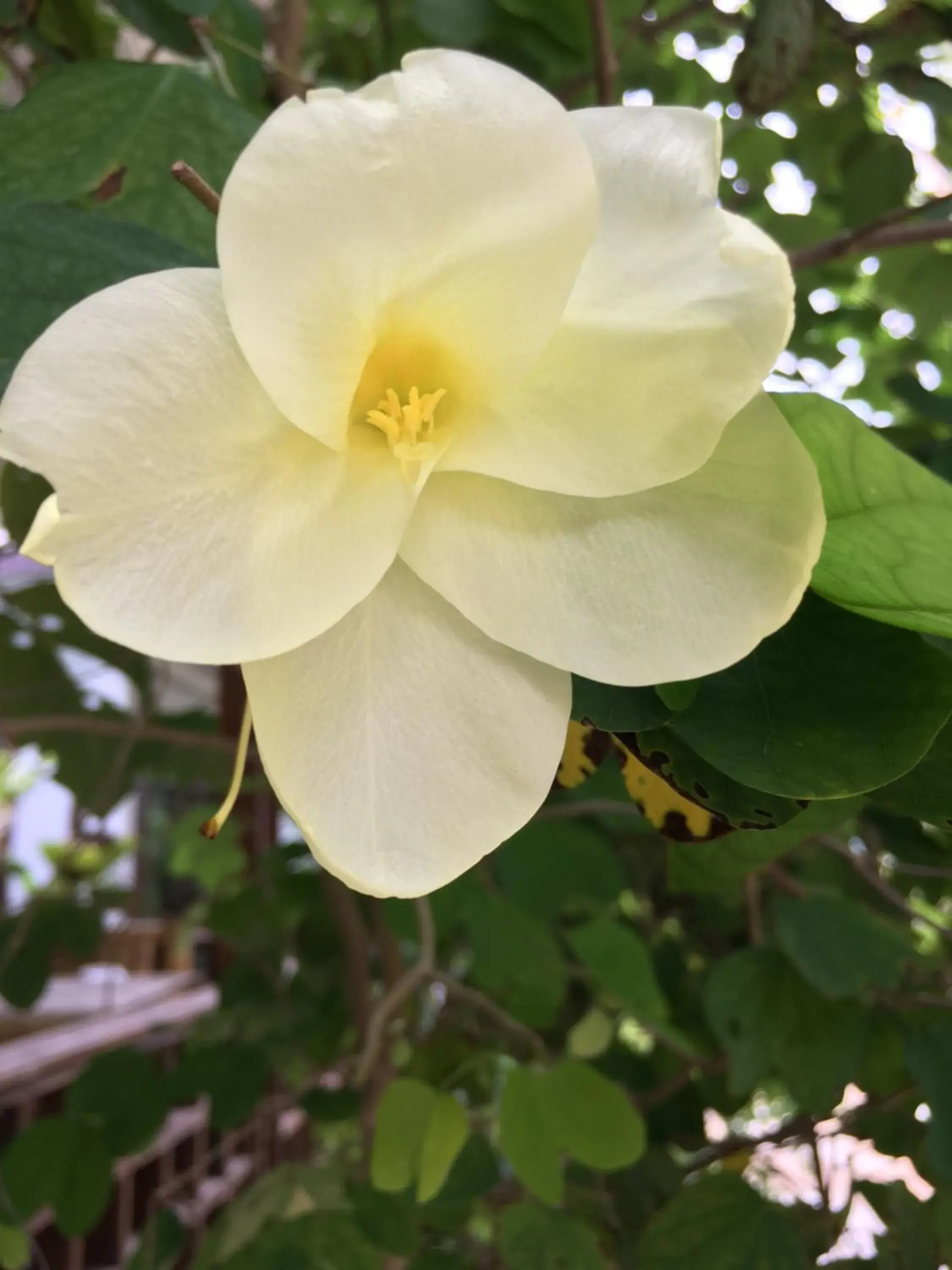 Property building in Benjamin's Hut Property building in Benjamin's Hut