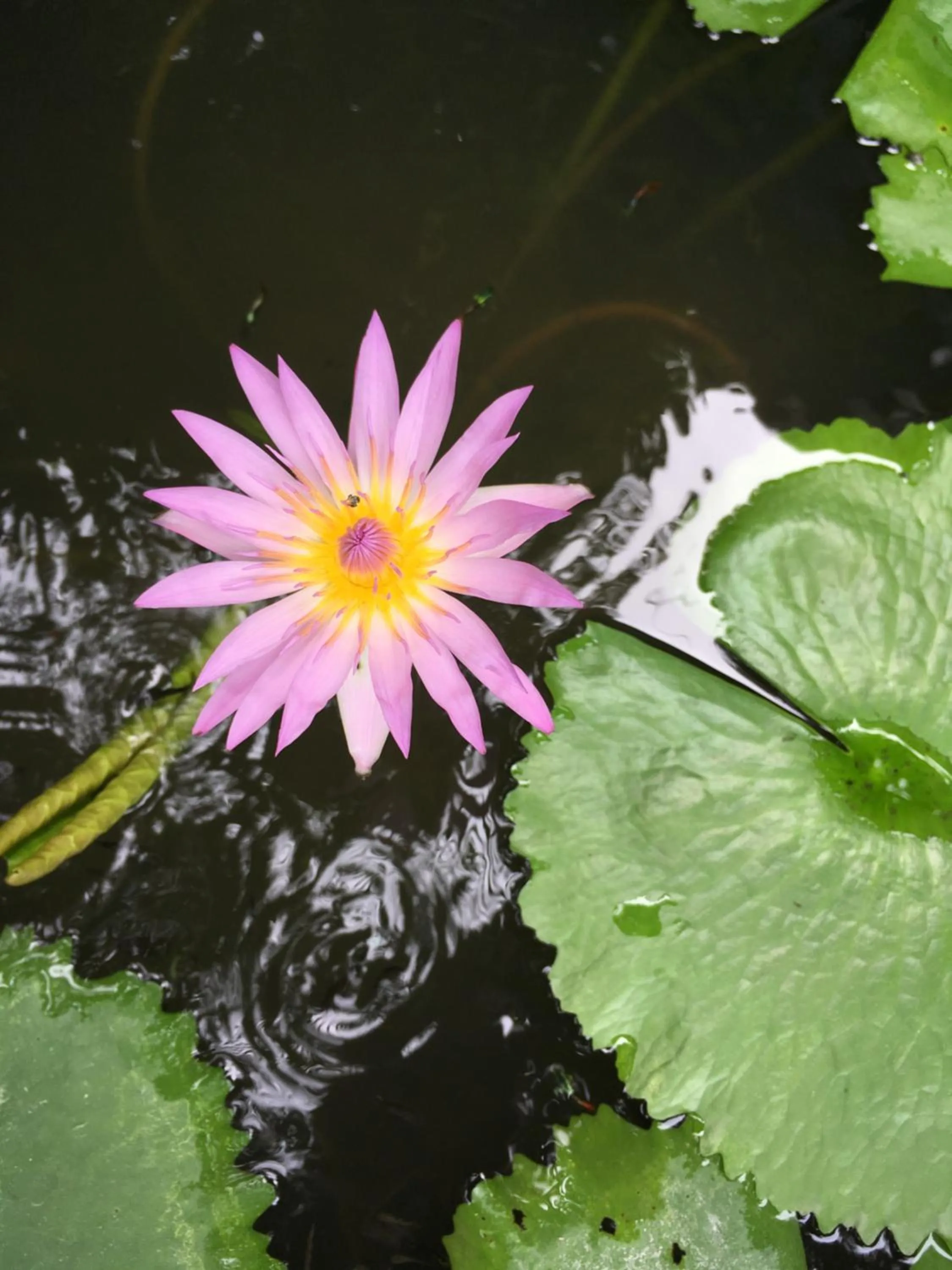 Other in Benjamin's Hut