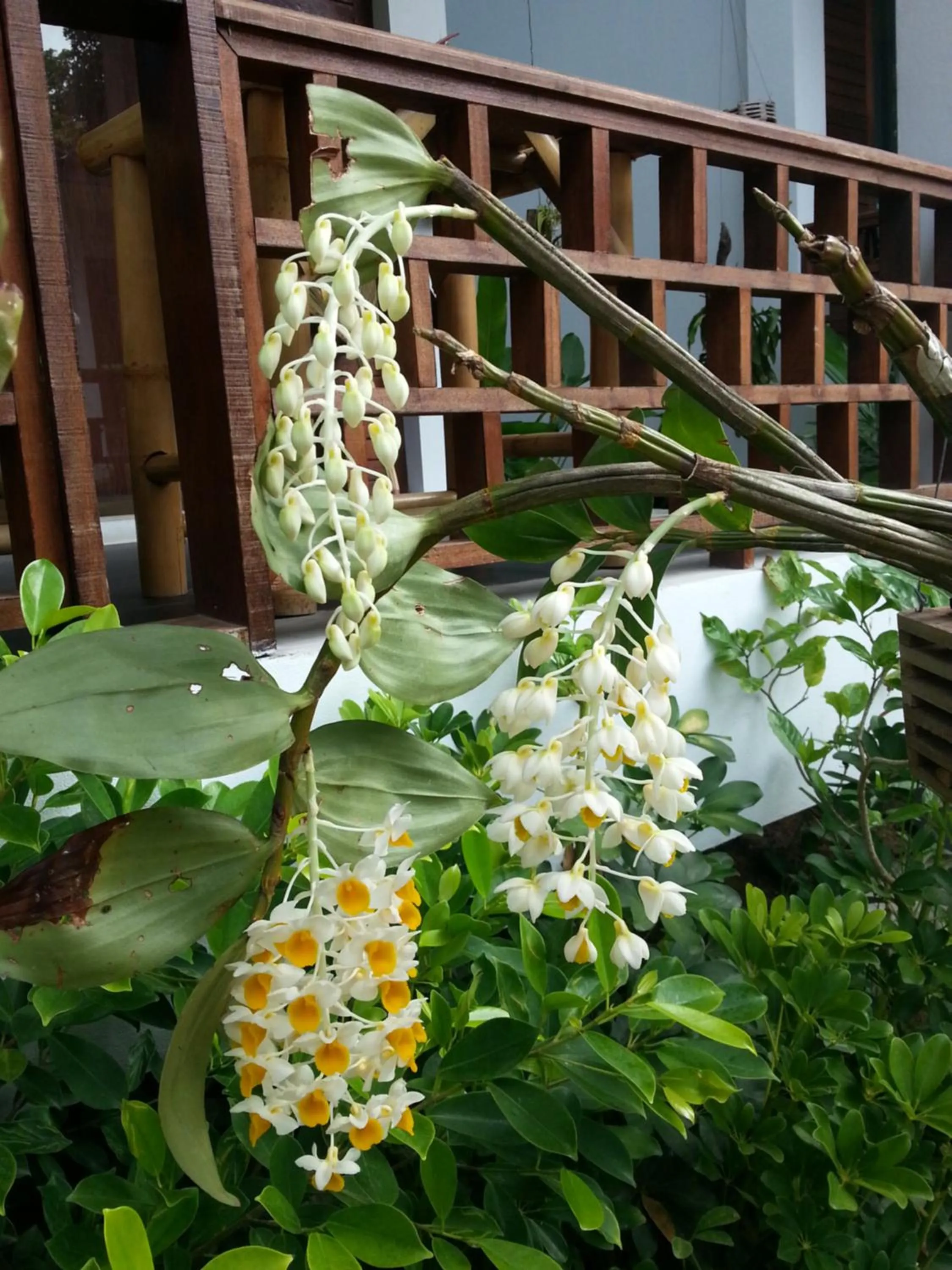 Garden view in Benjamin's Hut